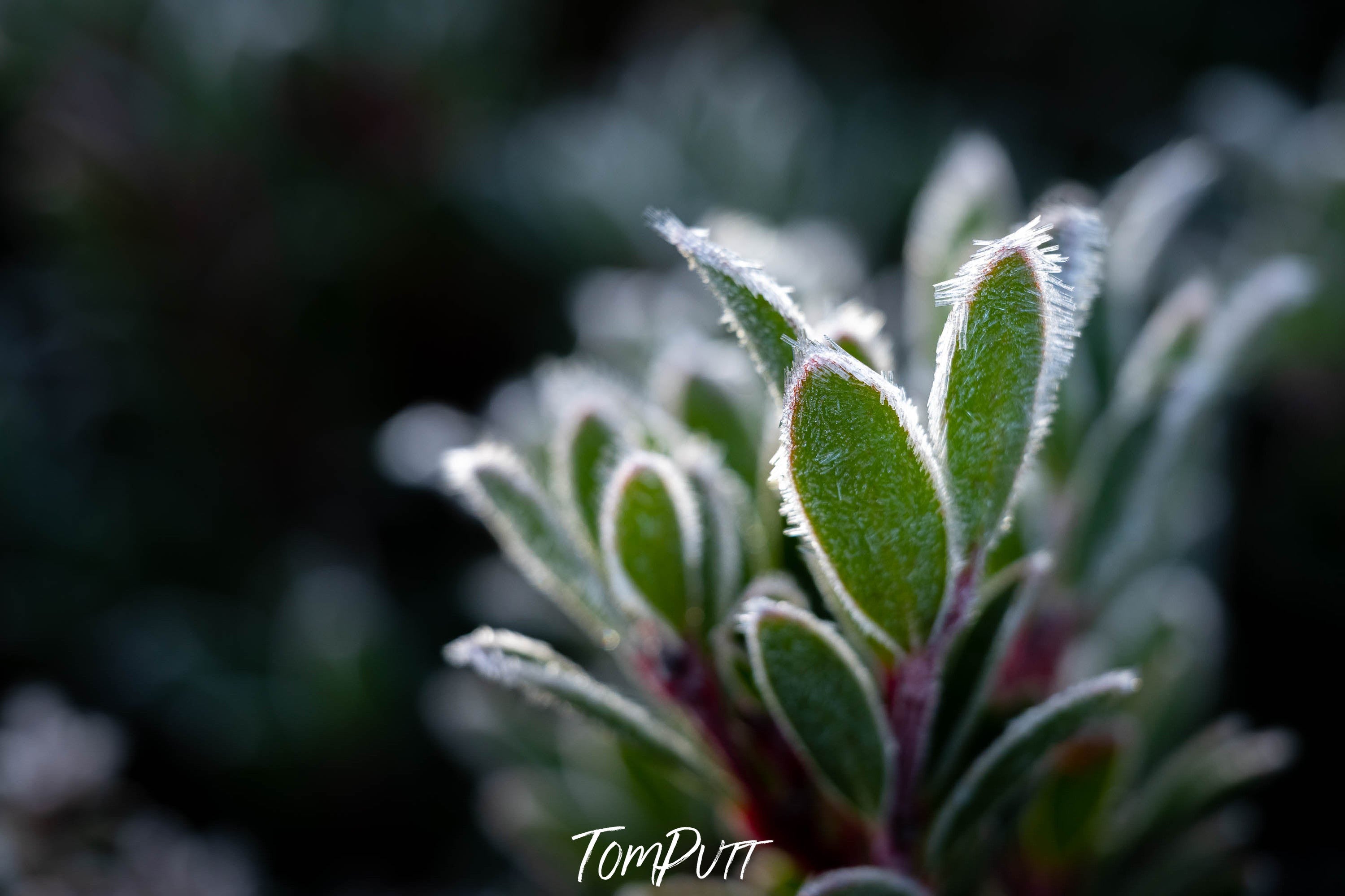 Frozen Plant detail, Cradle Mountain, Tasmania