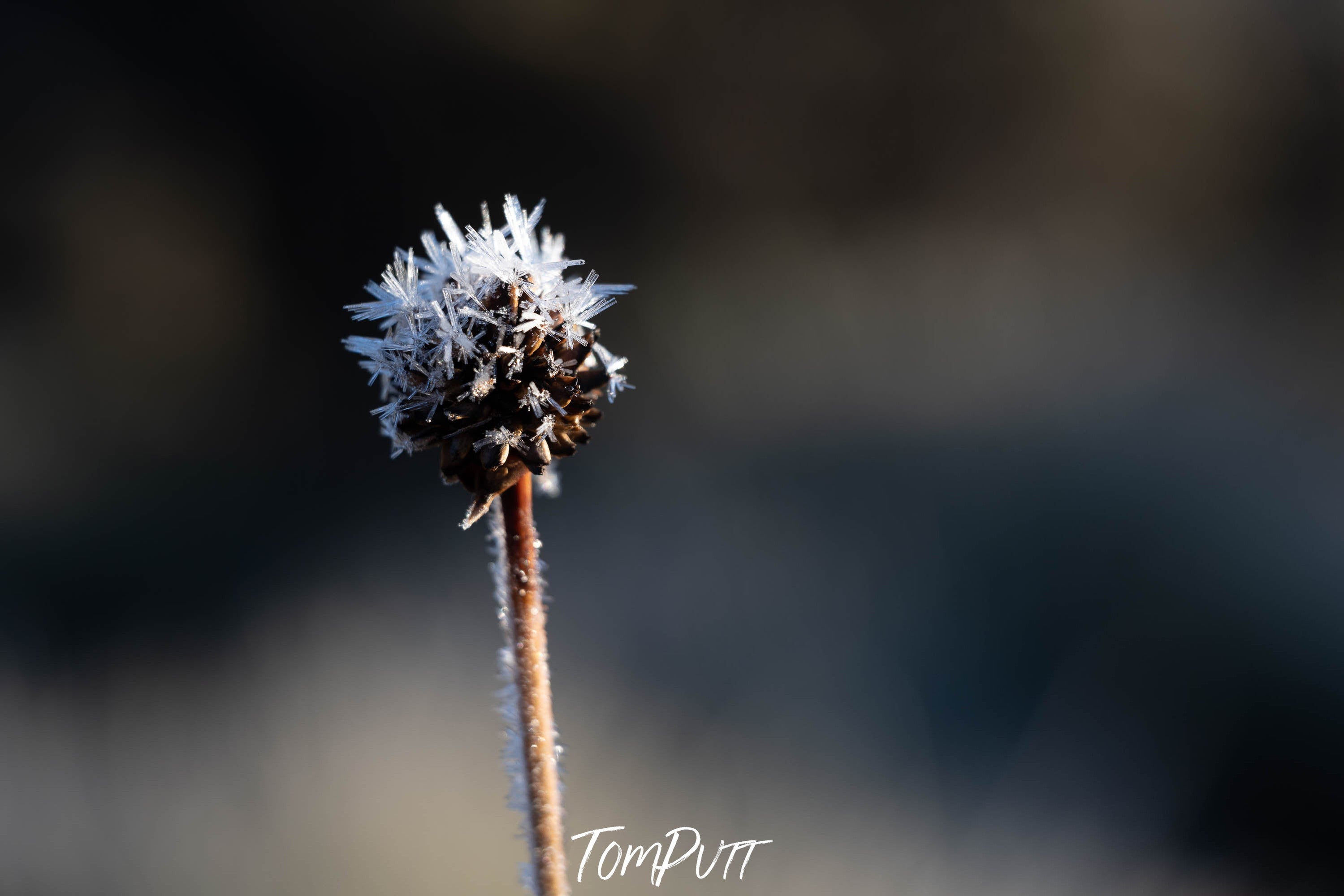 Ice detail, Buttongrass, Cradle Mountain, Tasmania