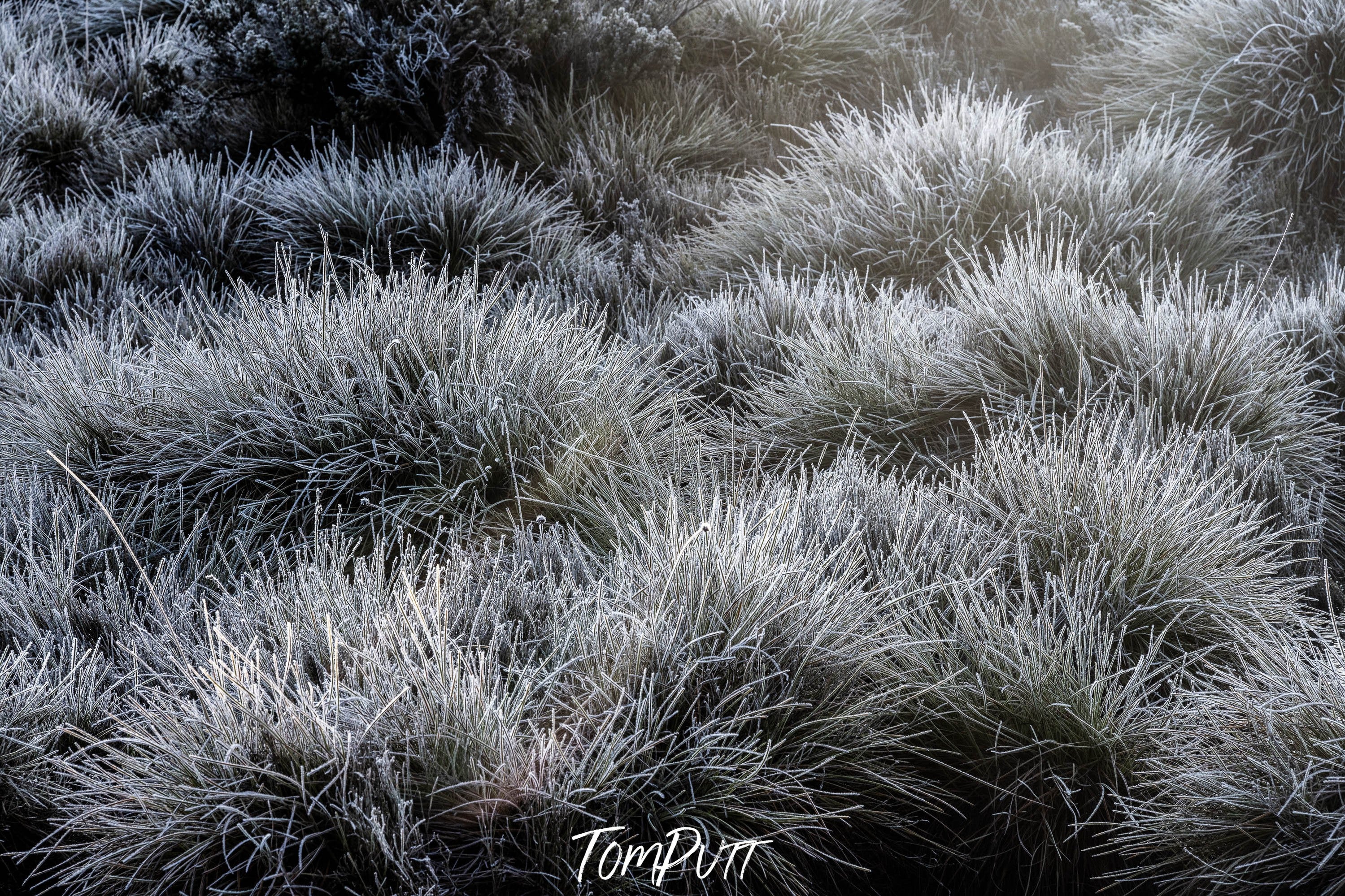 Frosted Buttongrass, Cradle Mountain, Tasmania