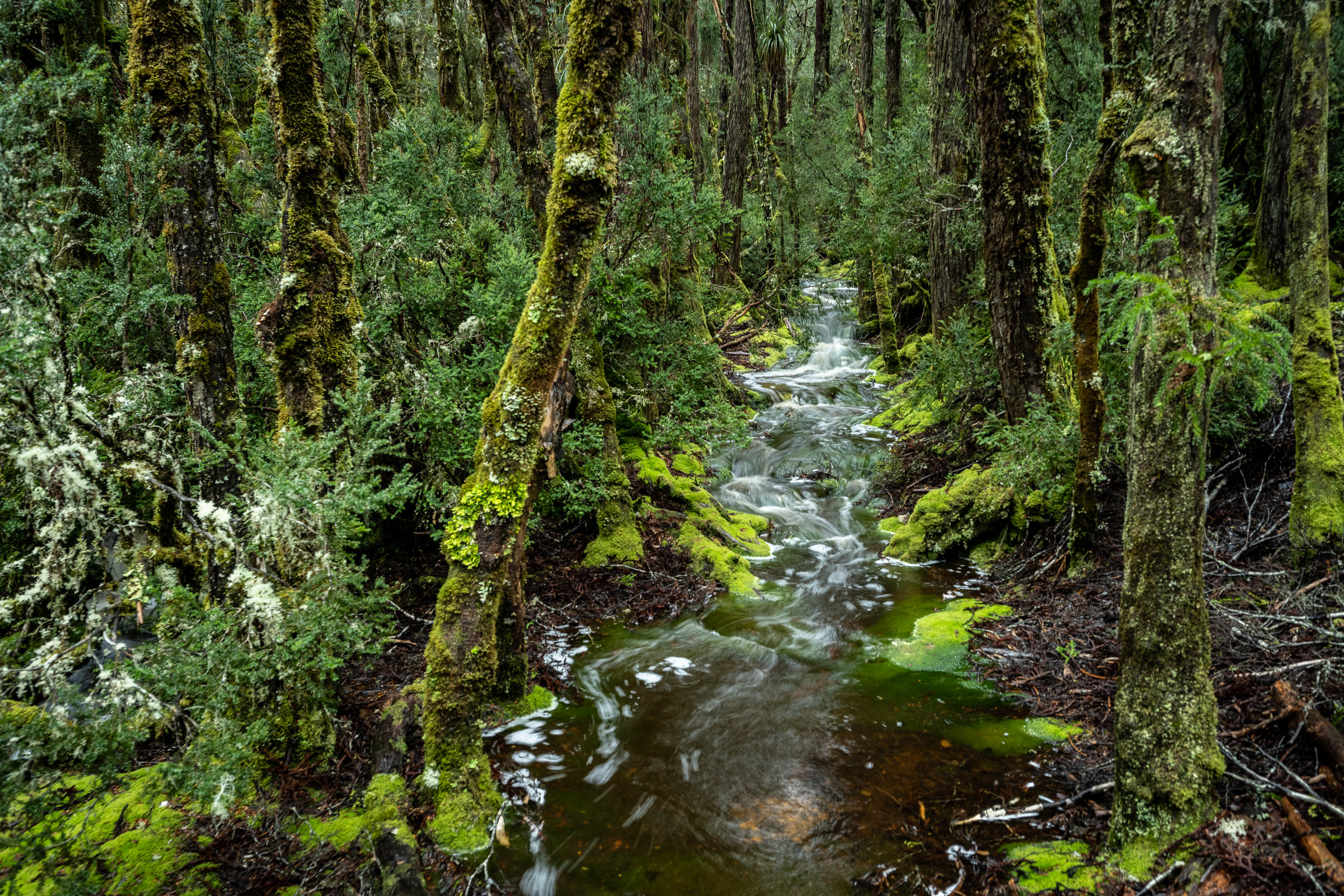 Rainforest Stream, Cradle Mountain, Tasmania