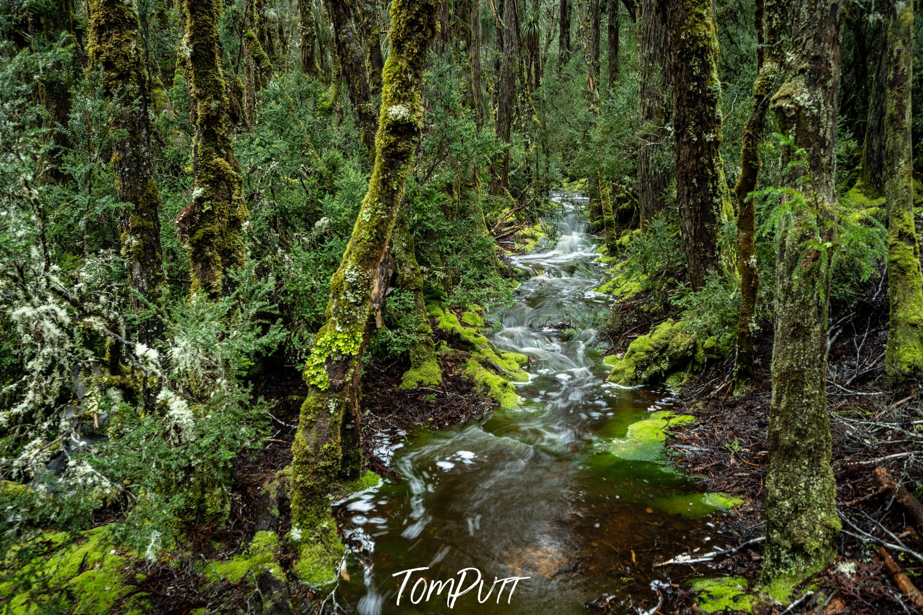 Rainforest Stream, Cradle Mountain, Tasmania