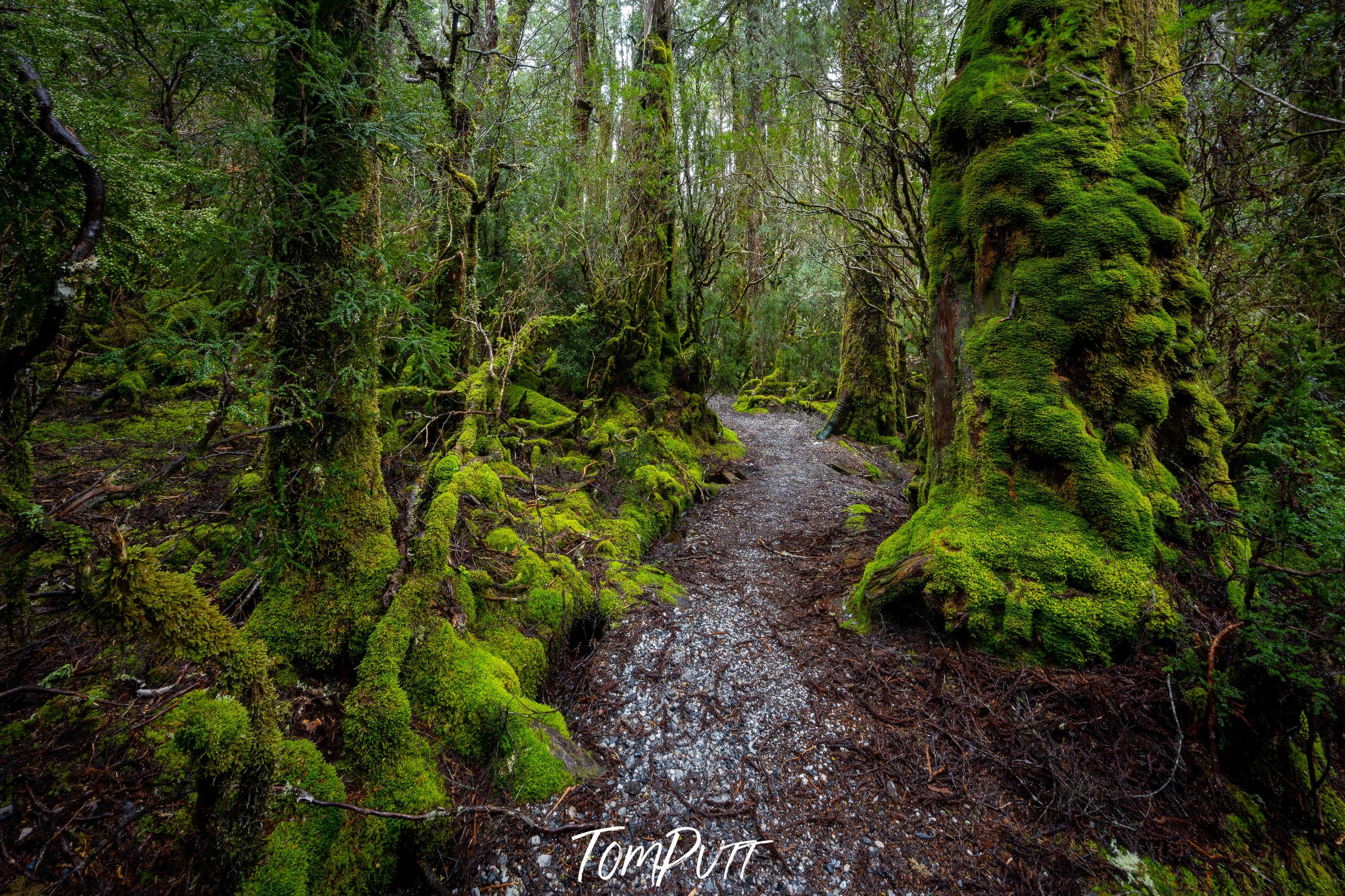 Weindorfers Forest, Cradle Mountain, Tasmania