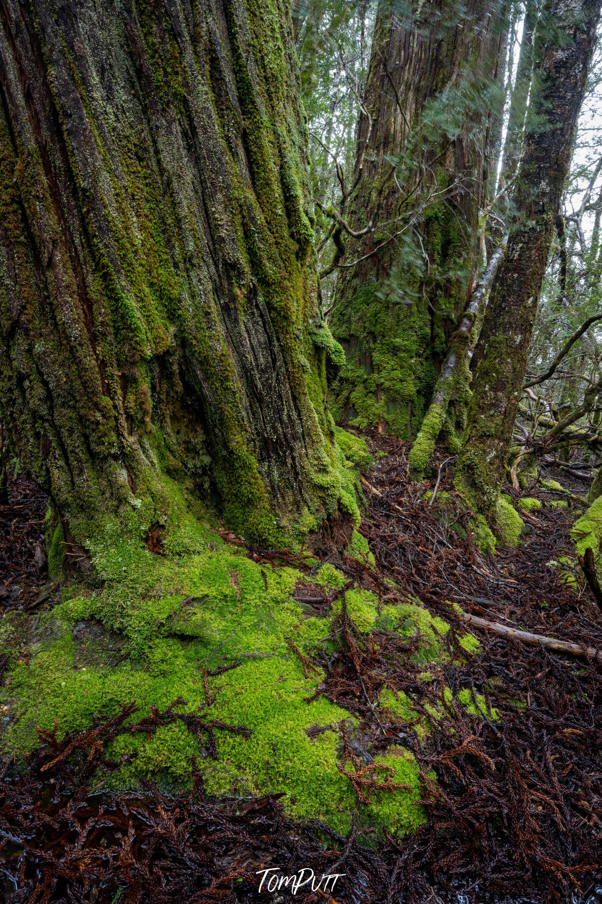 Weindorfers Forest tree detail, Cradle Mountain, Tasmania