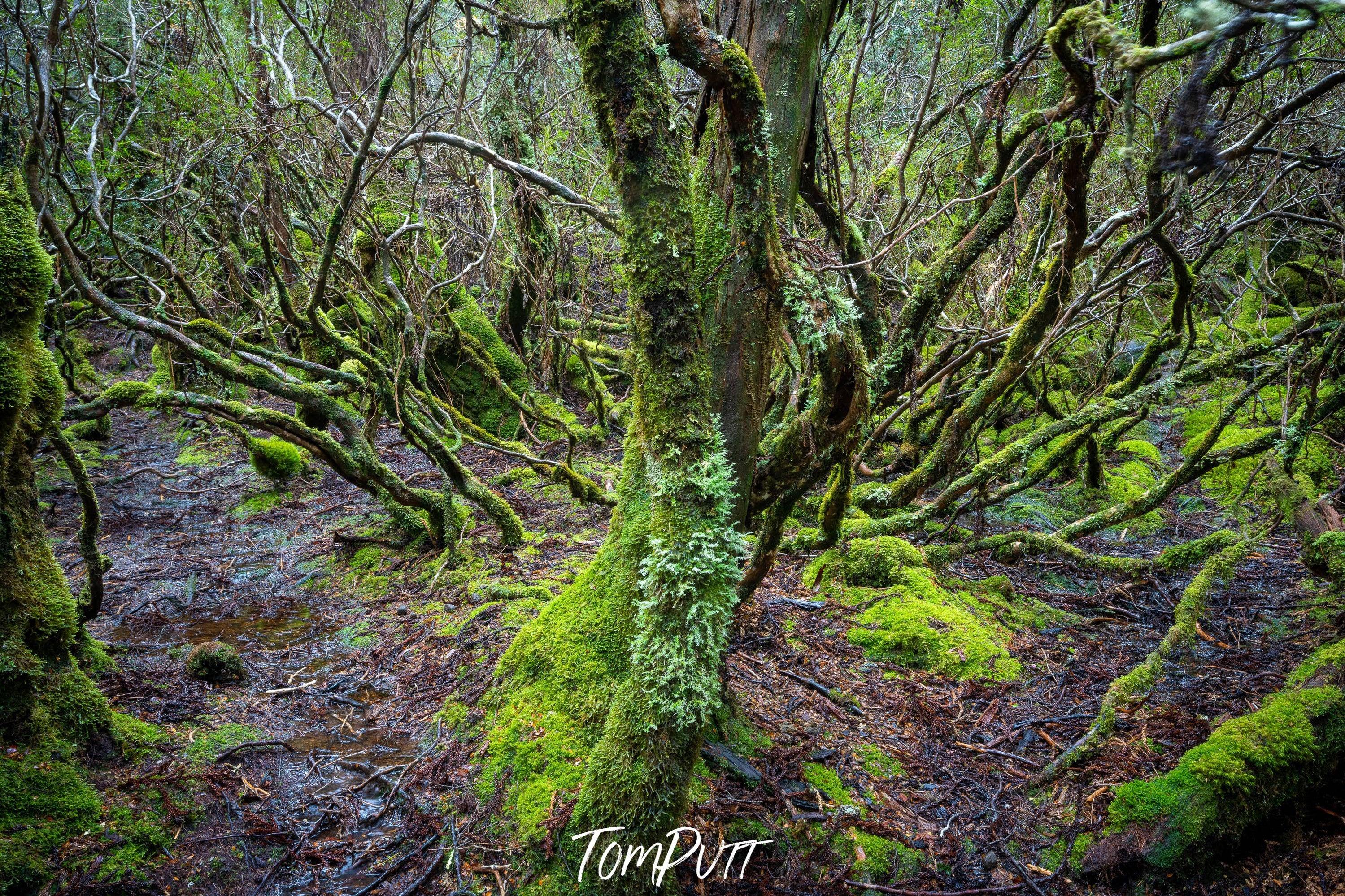 Weindorfers Forest No.2, Cradle Mountain, Tasmania