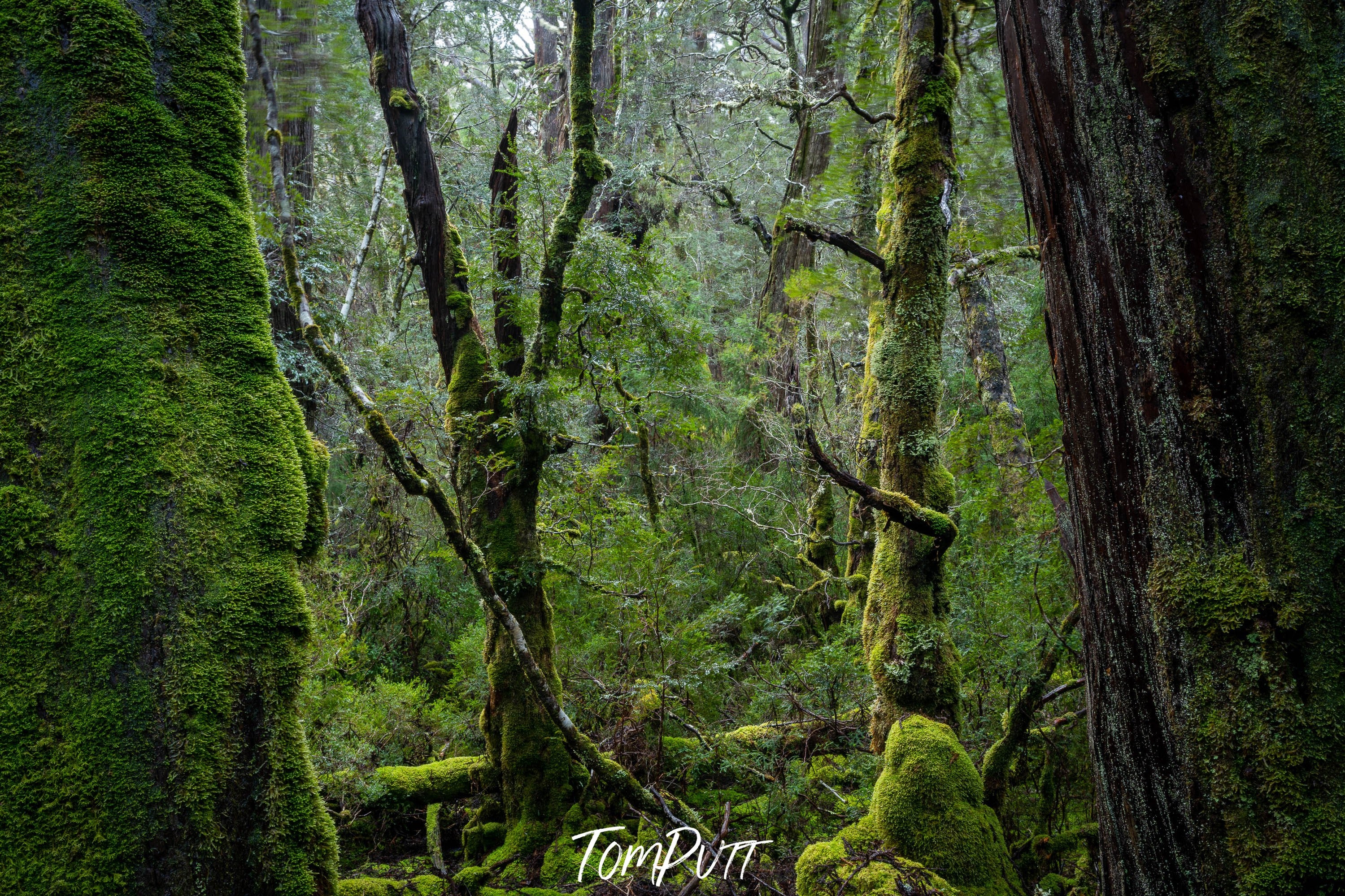 Weindorfers Forest No.3, Cradle Mountain, Tasmania