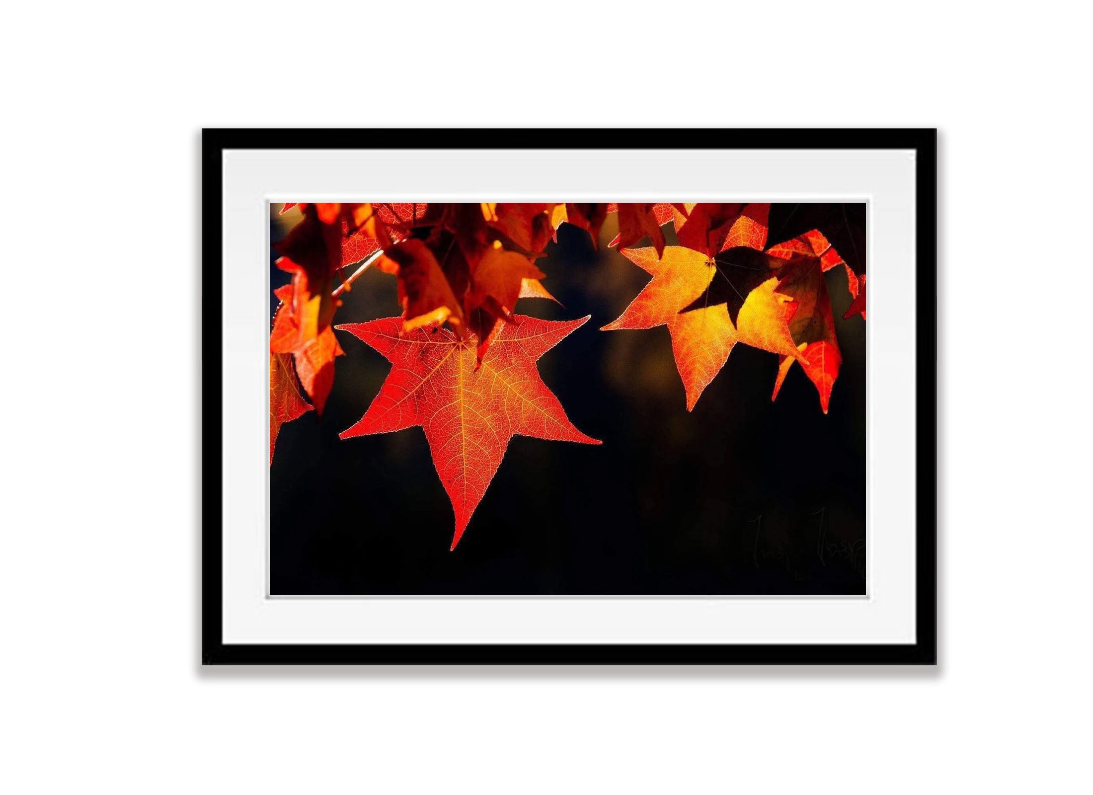 Crimson Light Autumn Leaves Bright VIC