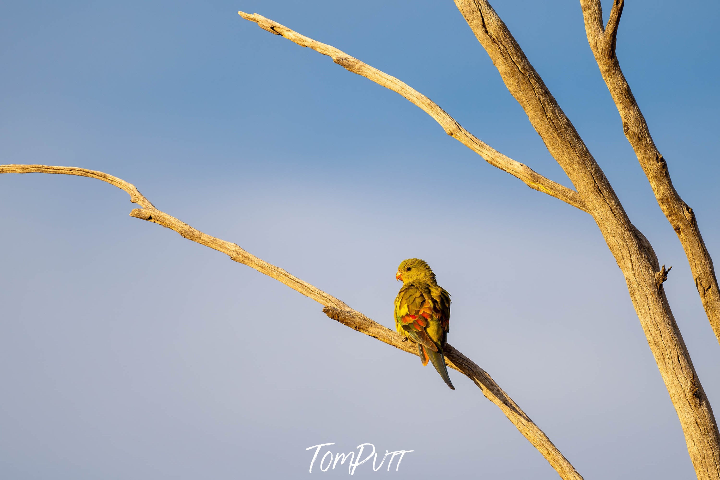 Regent Parrot