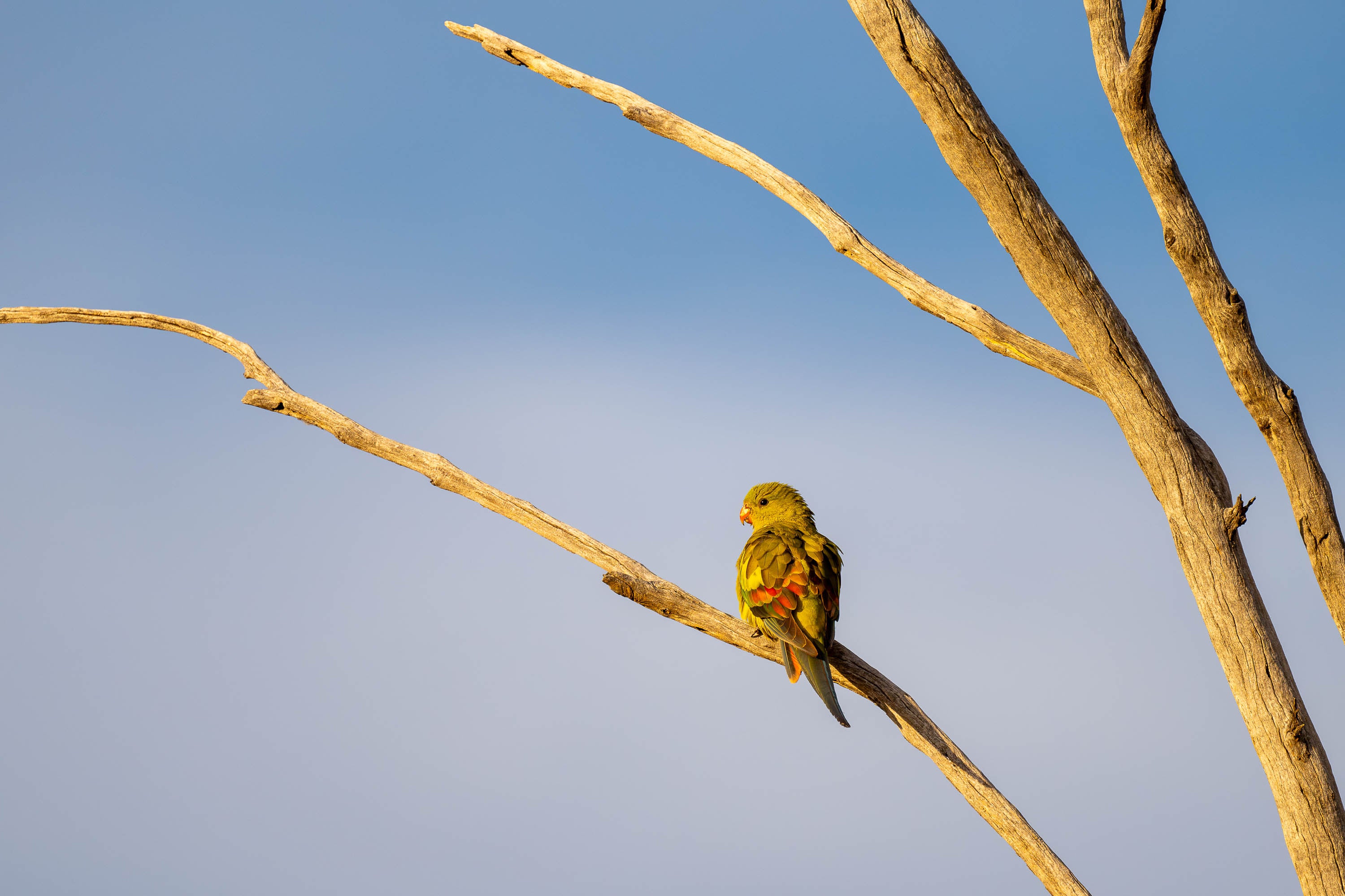 Regent Parrot