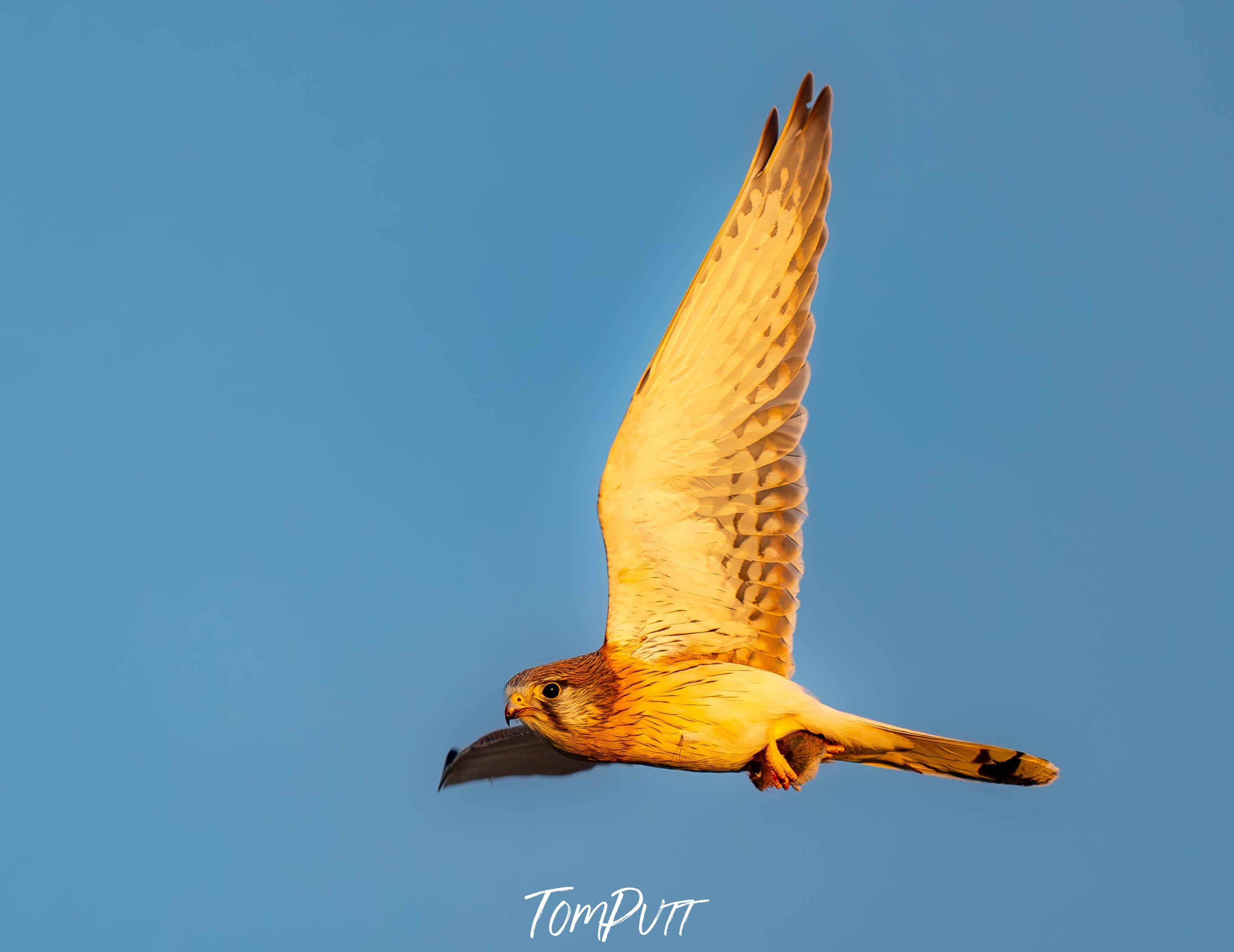 Nankeen Kestrel in flight