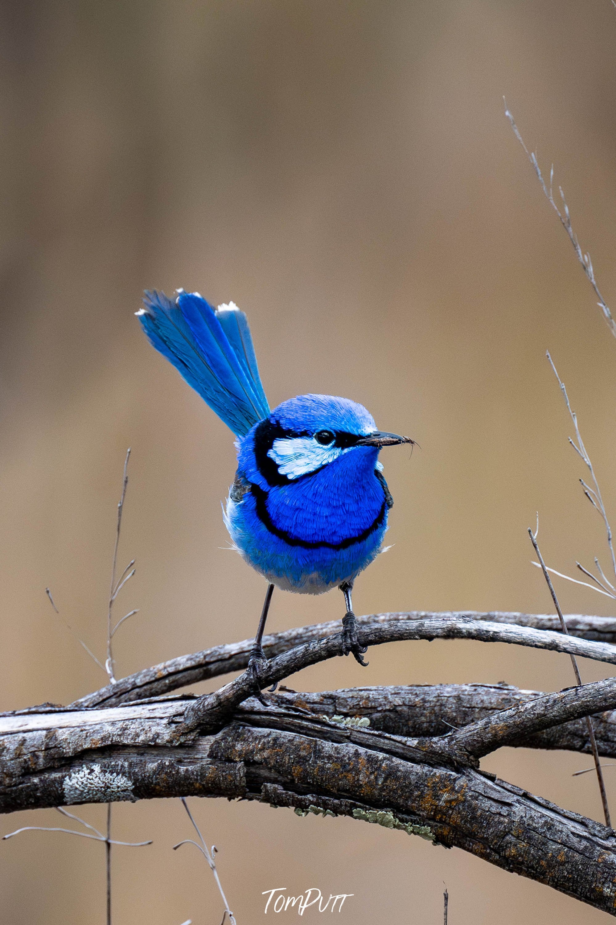 Splendid Wren