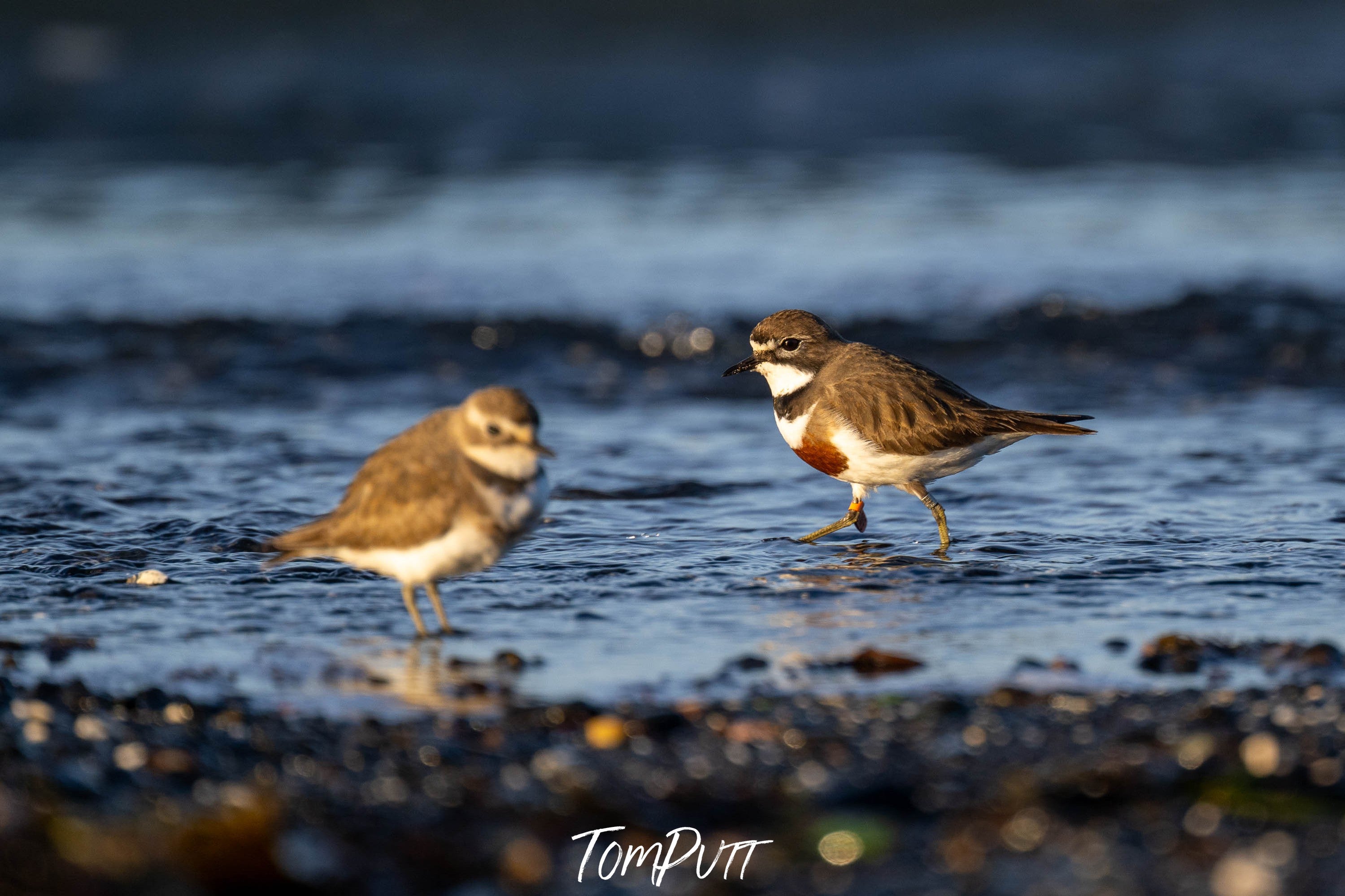 Double-banded Plover