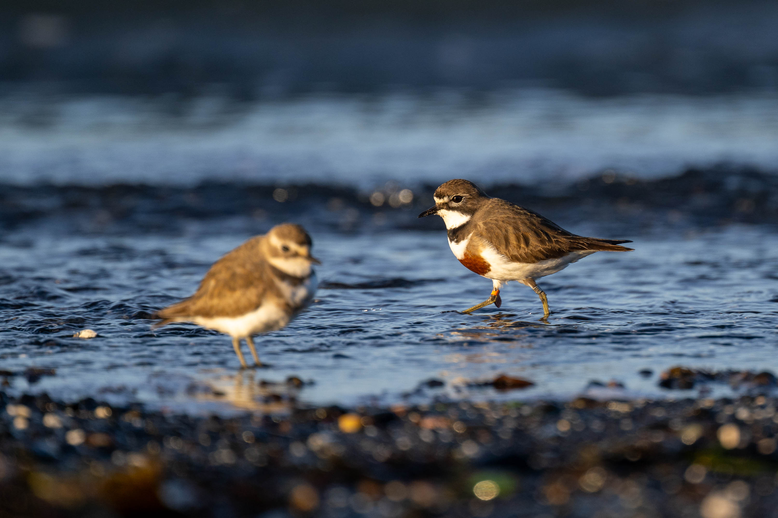 Double-banded Plover