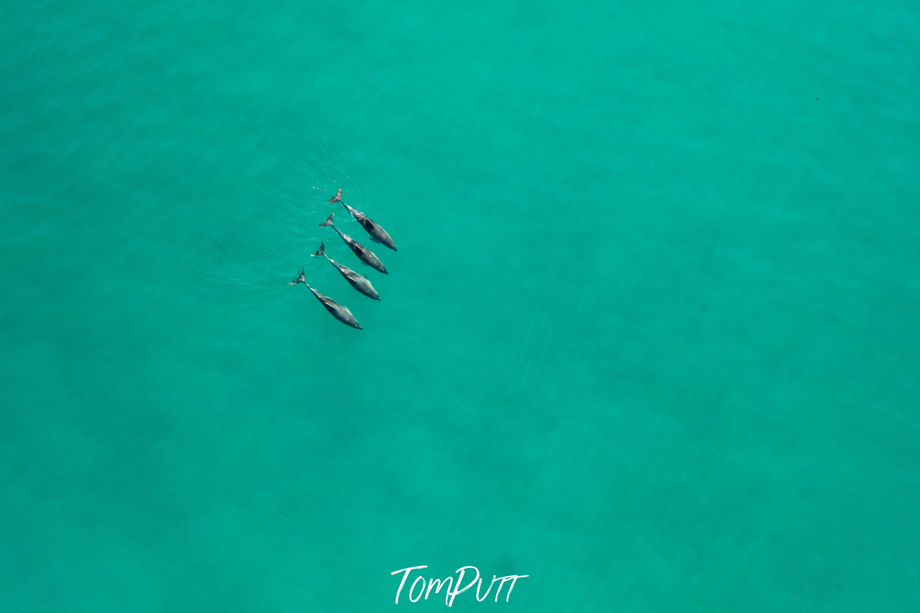 Dolphins from above, Flinders Island, Tasmania