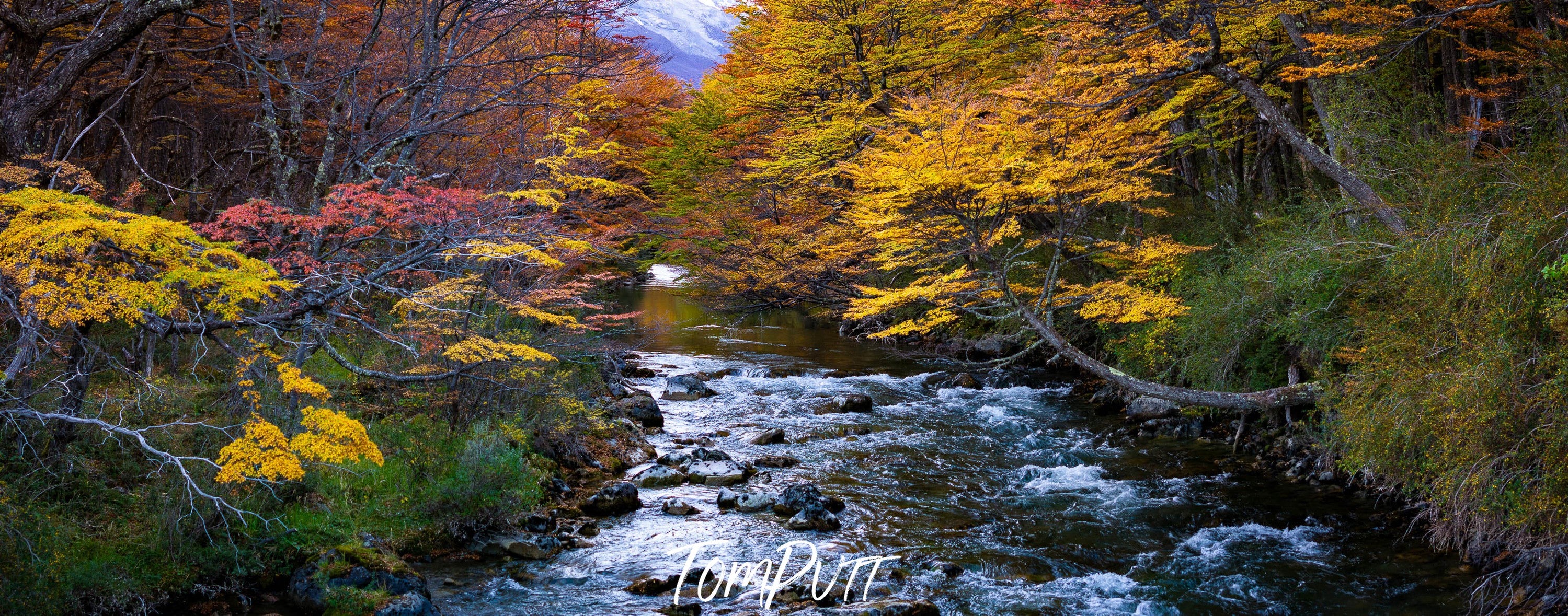 Patagonia Stream in autumn, Argentina