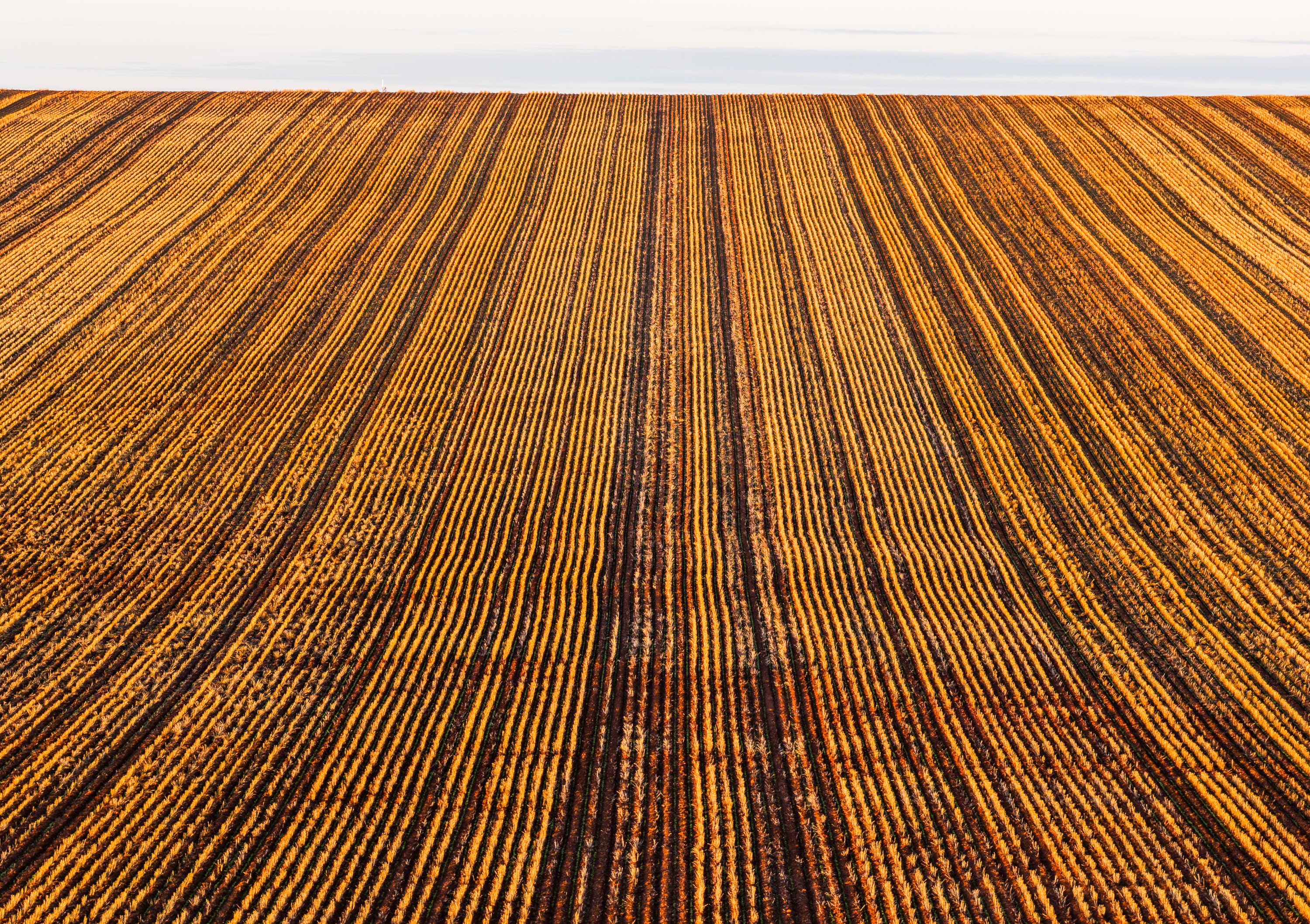Harvest Lines