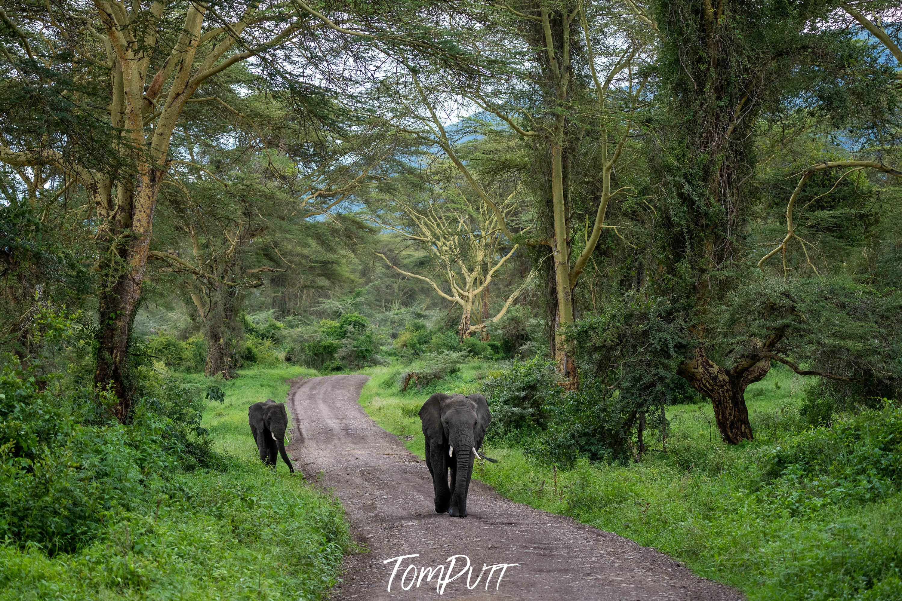 Elephants Approaching, Ngorongoro Crater, Tanzania