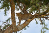 Leopard on the lookout, Serengeti, Tanzania