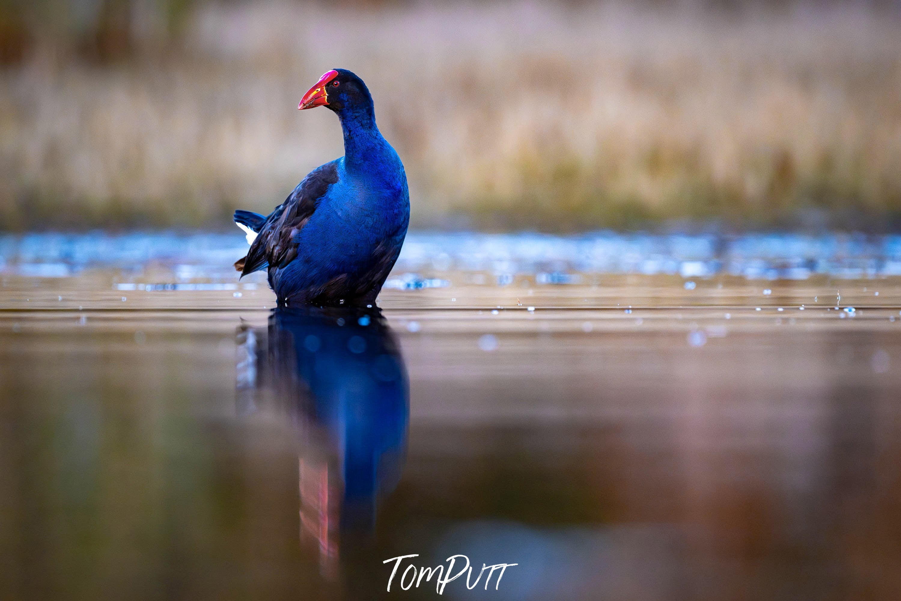 Purple Swamphen