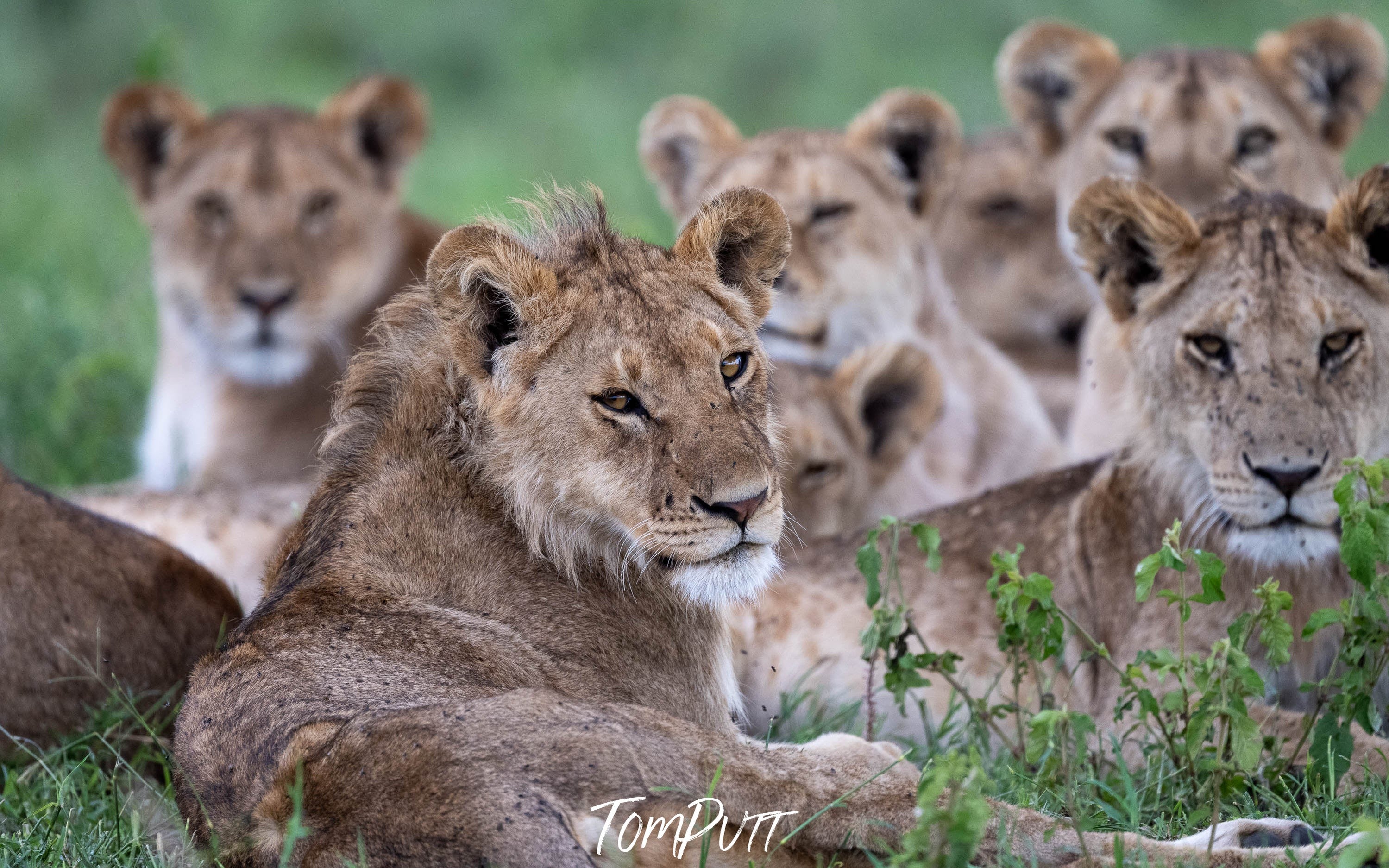 A pride of lions, Serengeti, Tanzania