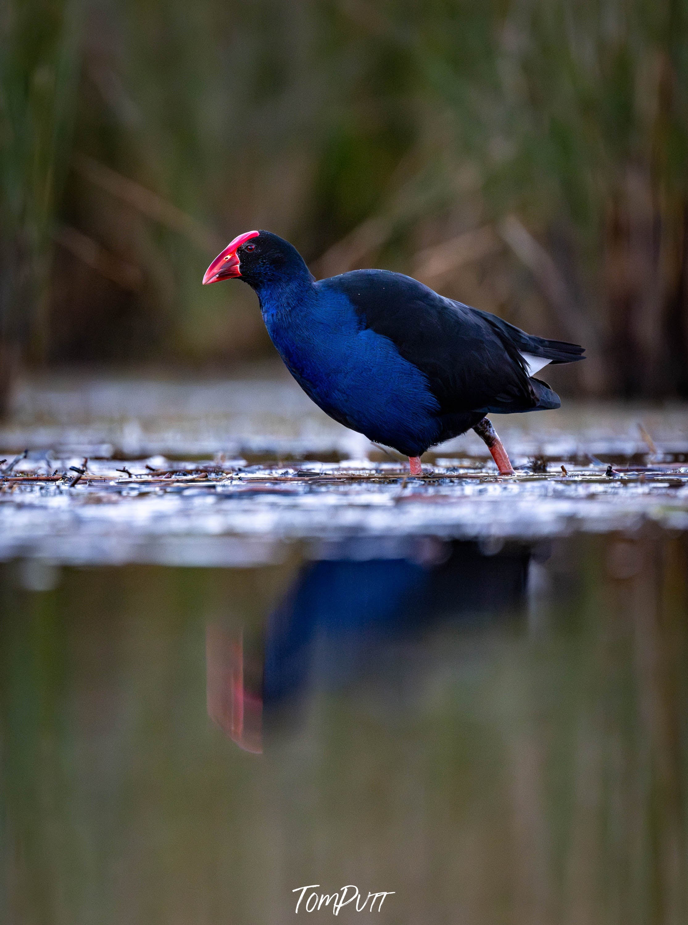 Purple Swamphen 2