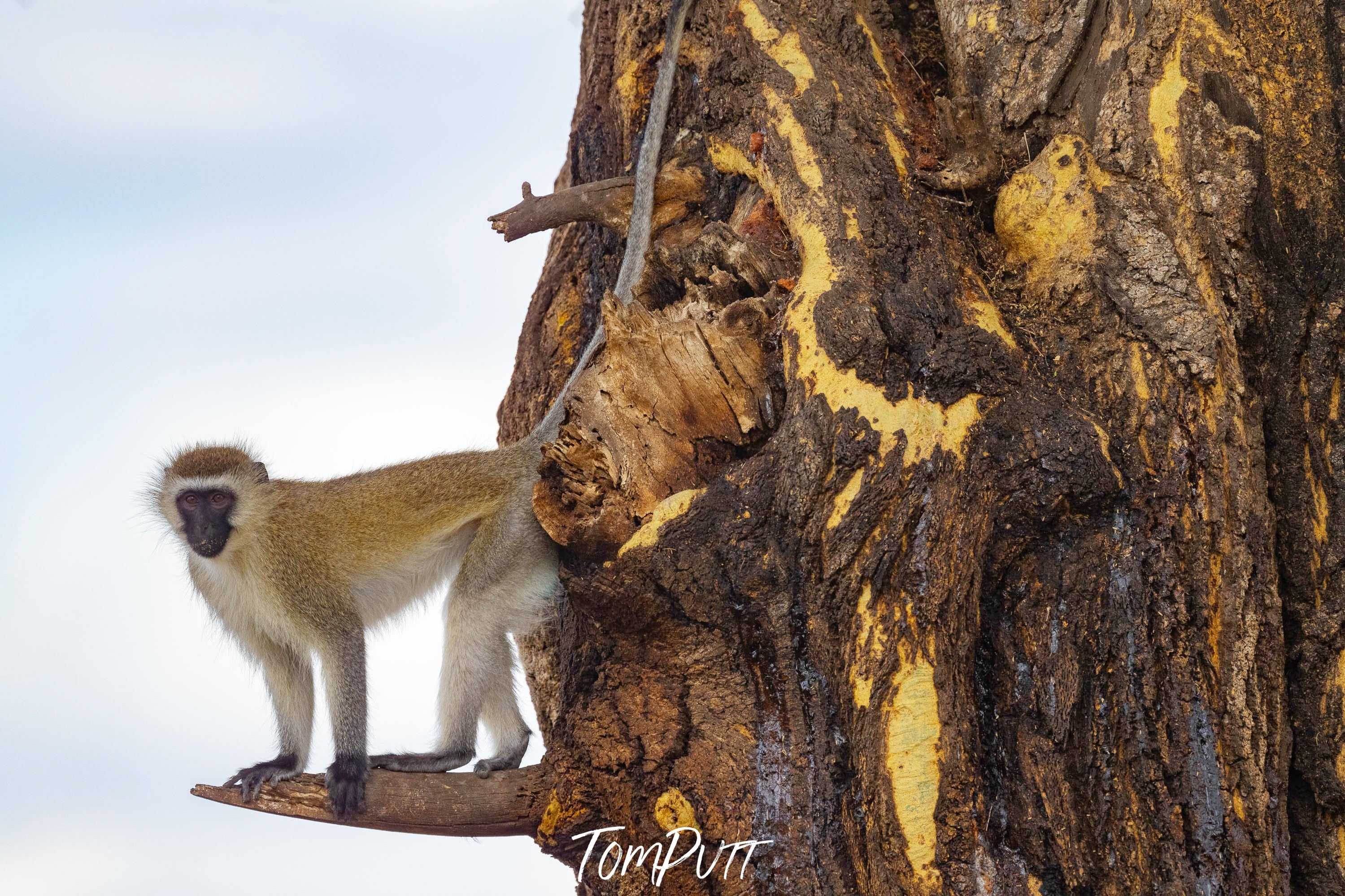 Vervet Monkey, Tanzania