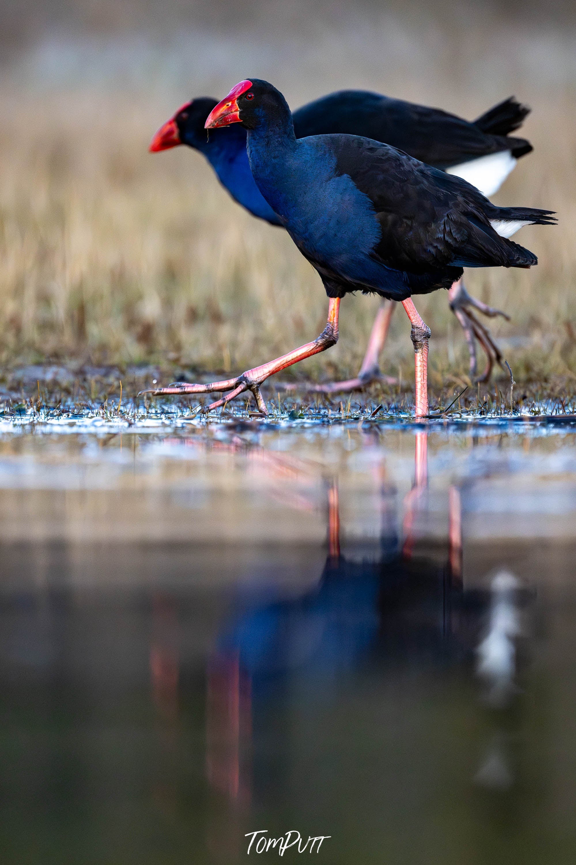 Purple Swamphen 3