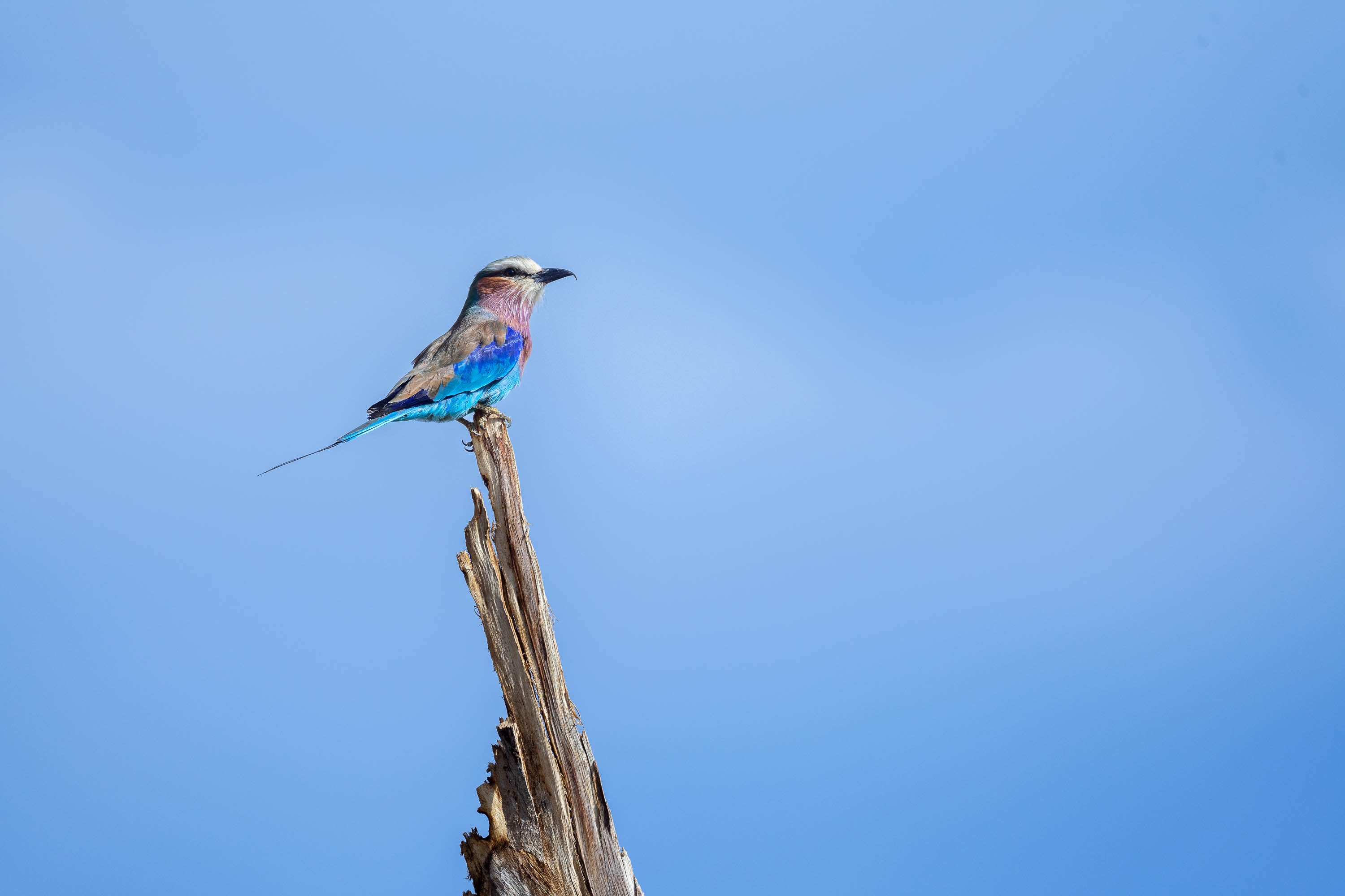 Lilac-breasted Roller perched, Tanzania