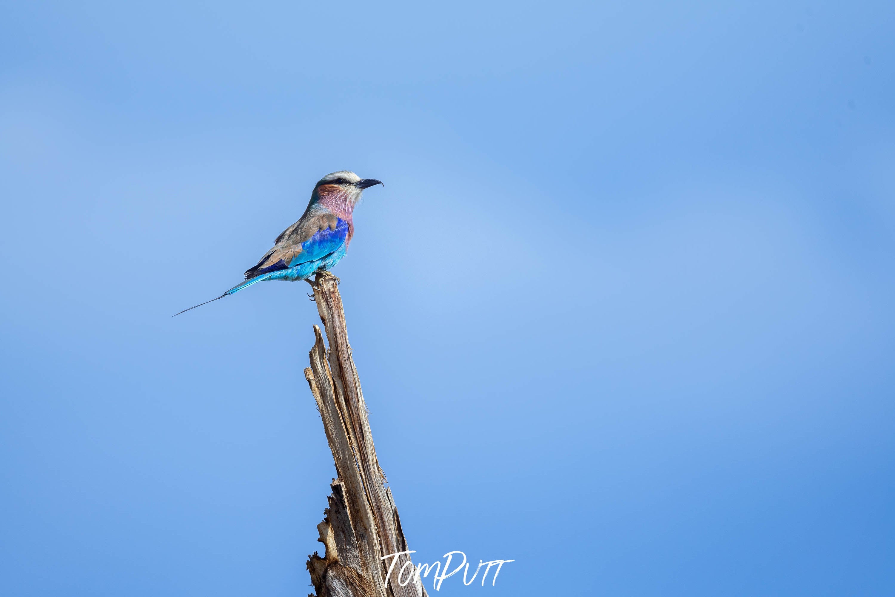 Lilac-breasted Roller perched, Tanzania