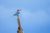 Lilac-breasted Roller perched, Tanzania