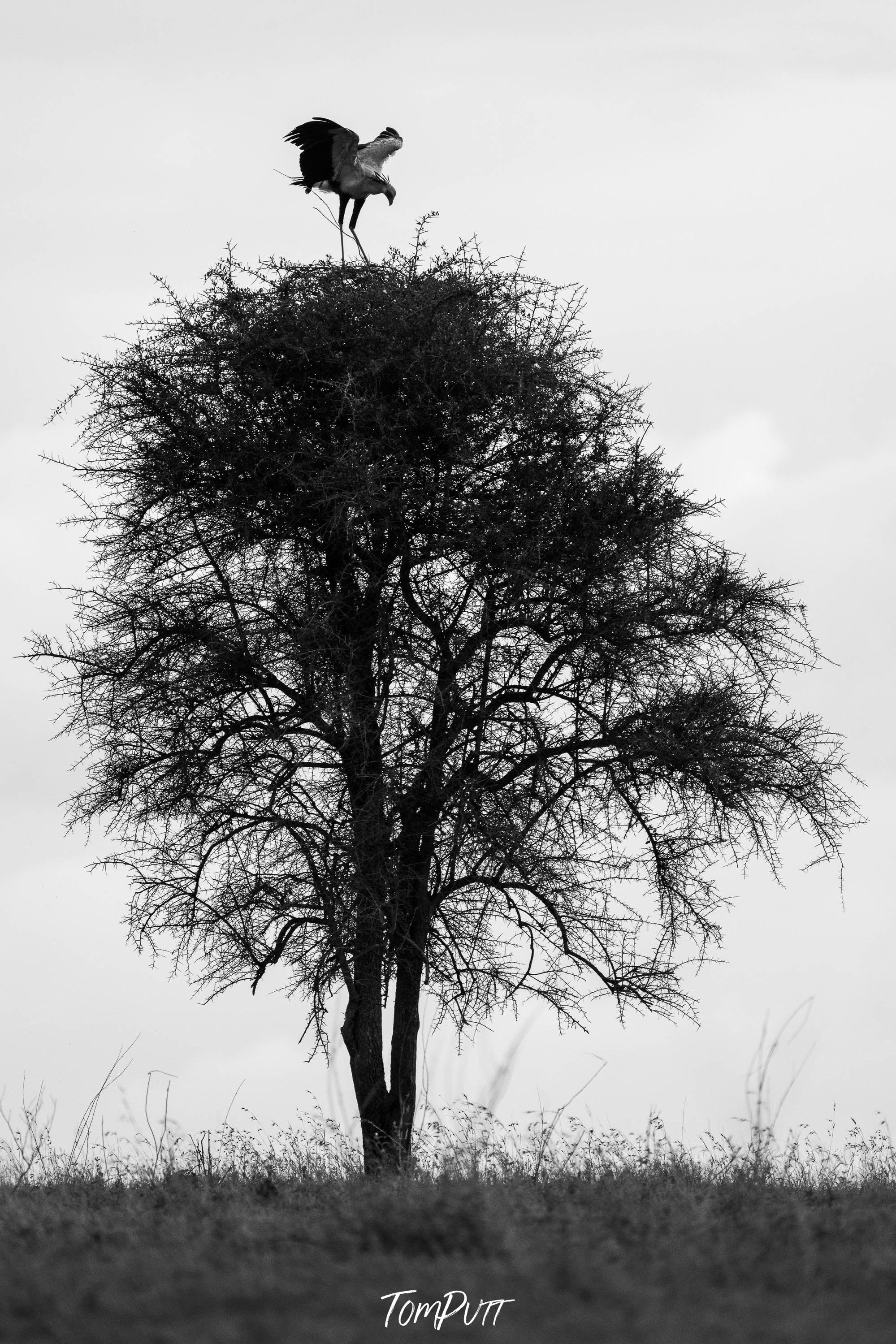 Secretary Bird on the nest, Serengeti, Tanzania