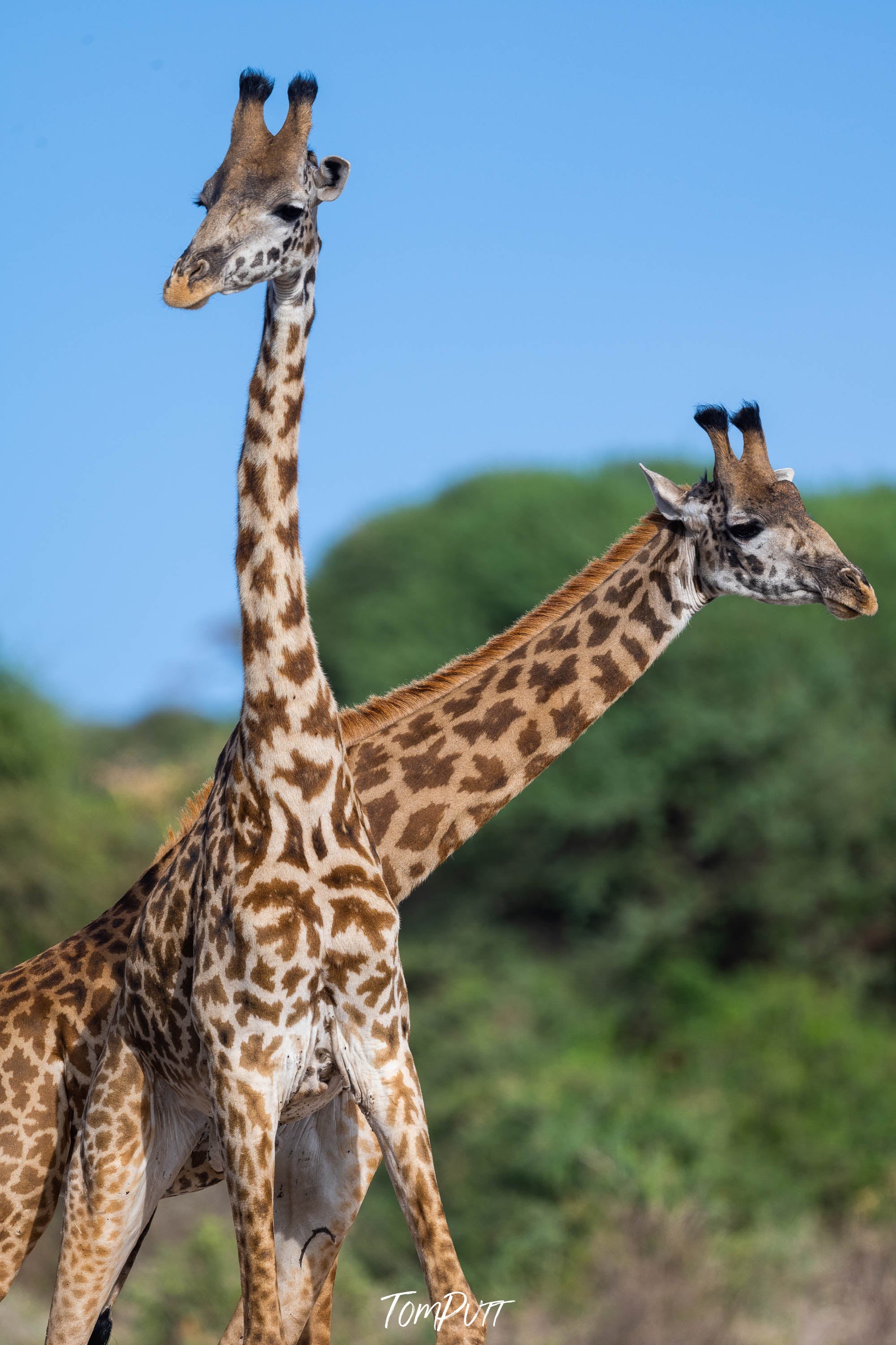 Giraffe, Tanzania