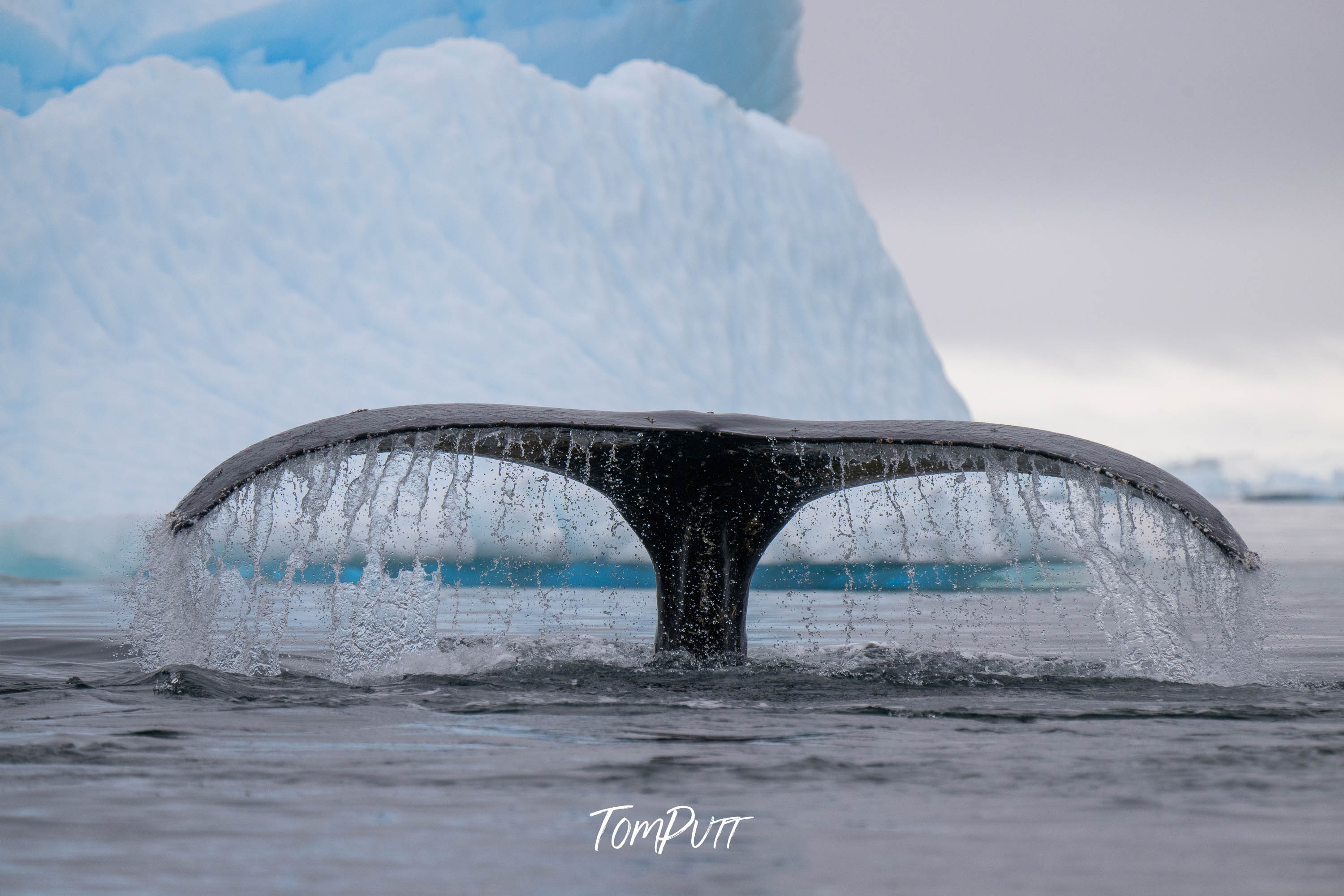 Majestic Dive, Antarctica