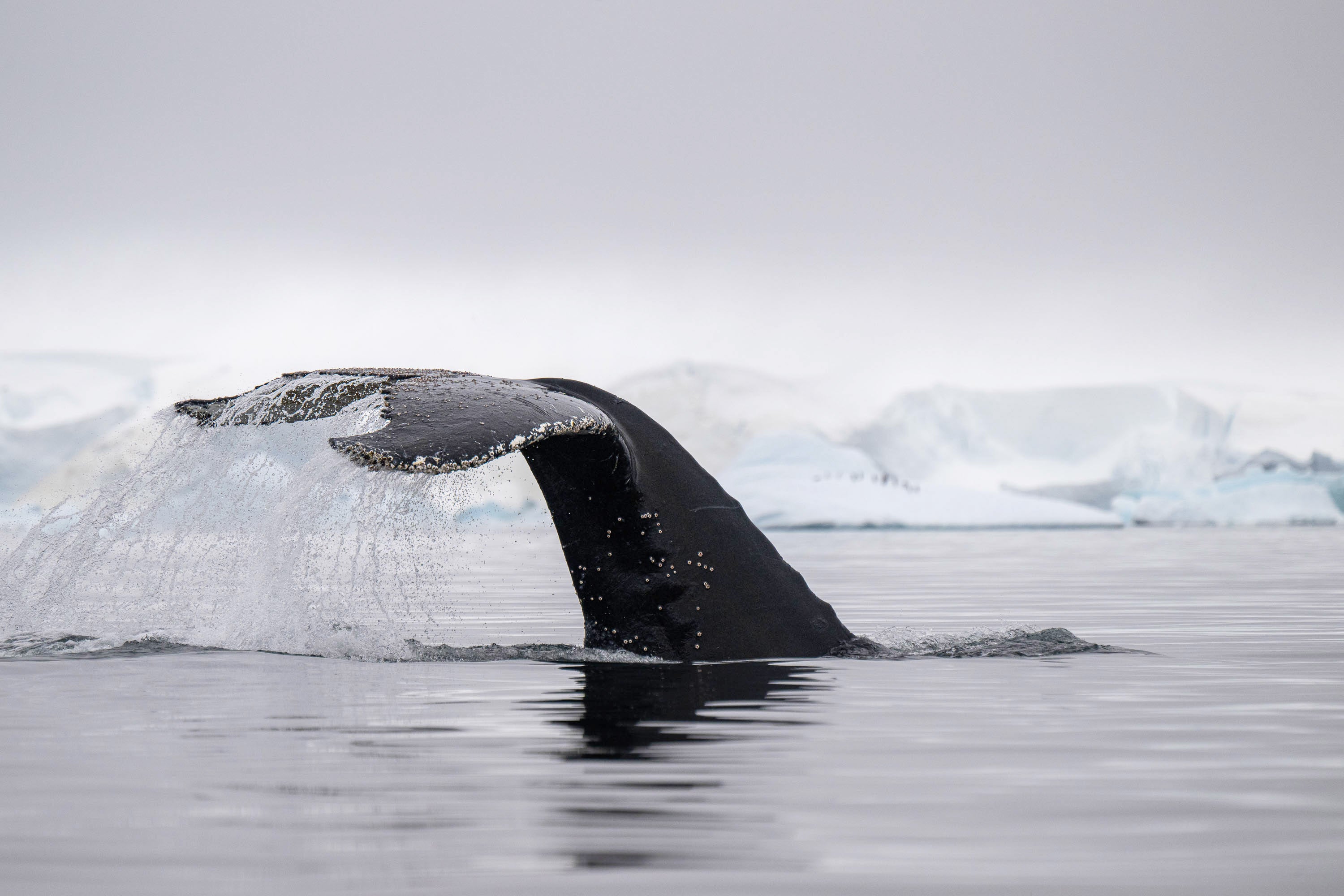 Whale Tail, Antarctica