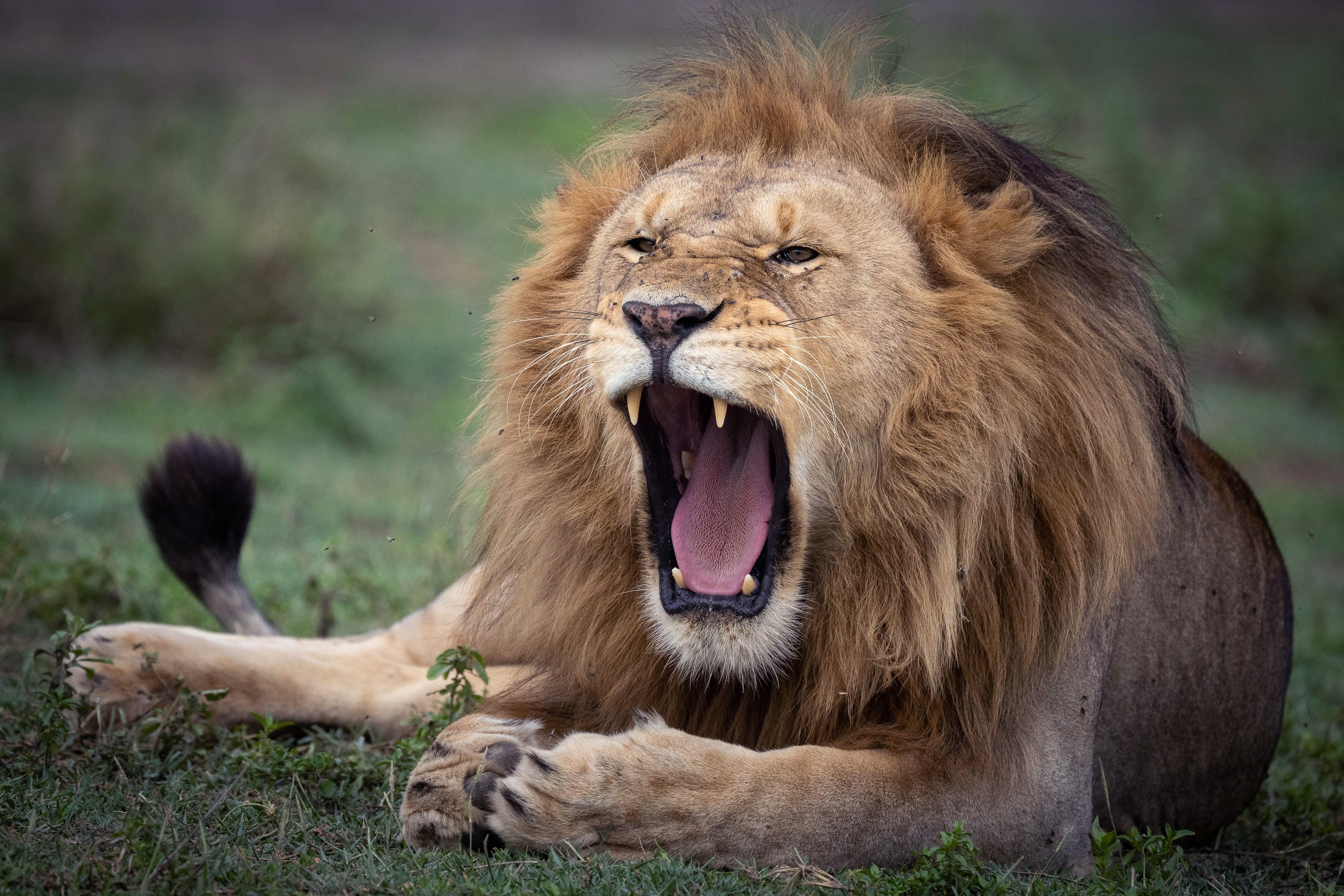 Ragging Lion, Tanzania