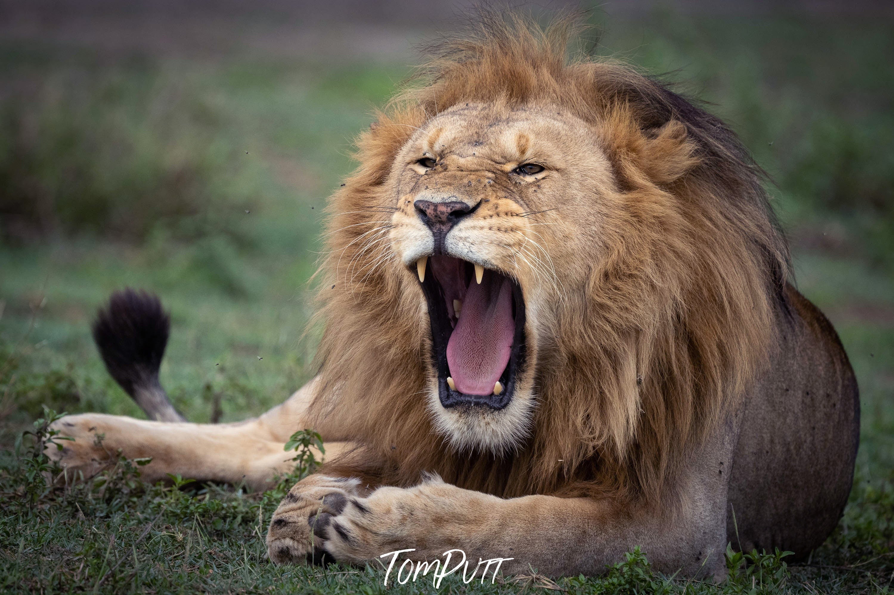 Ragging Lion, Tanzania