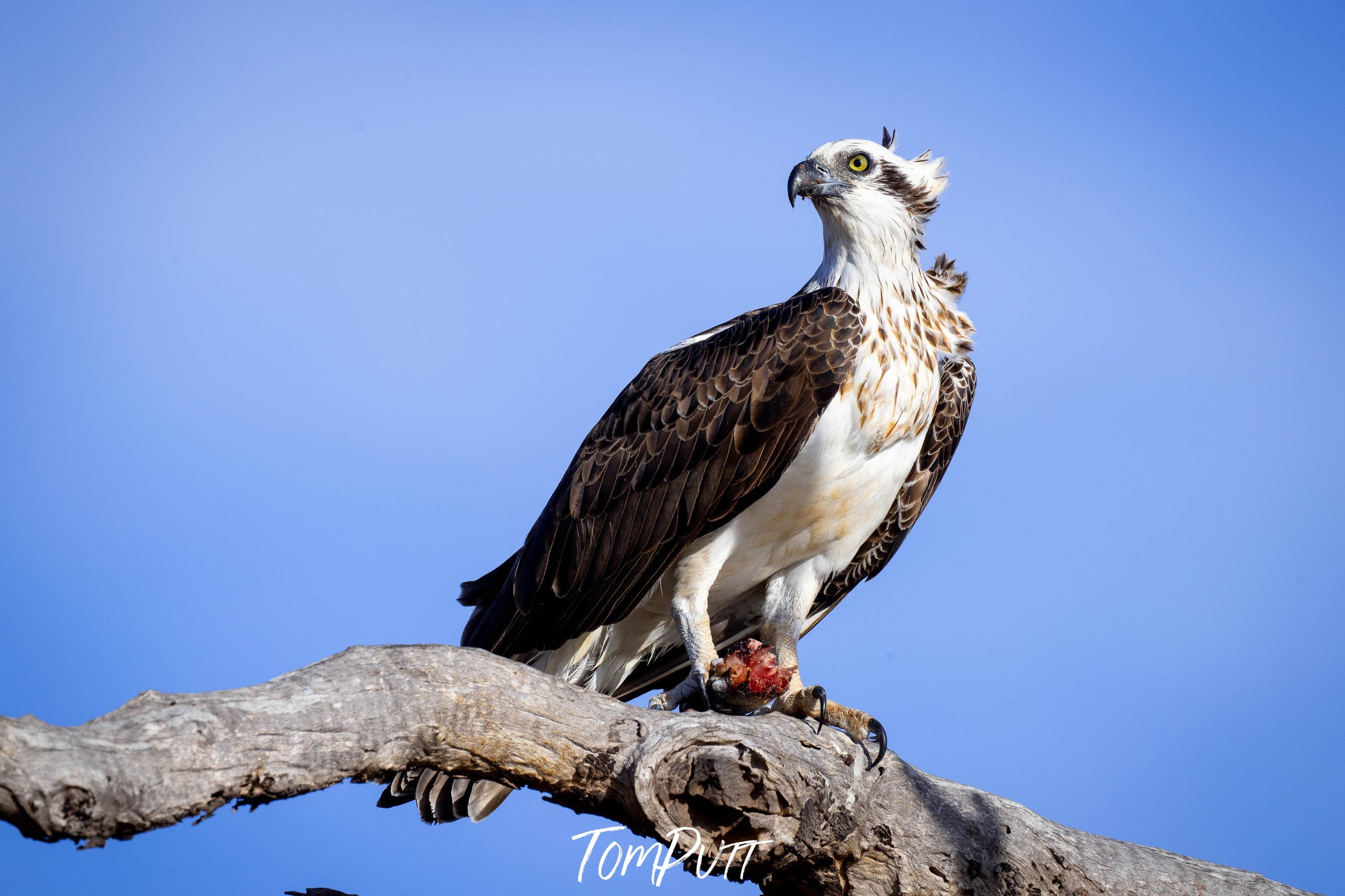 Osprey