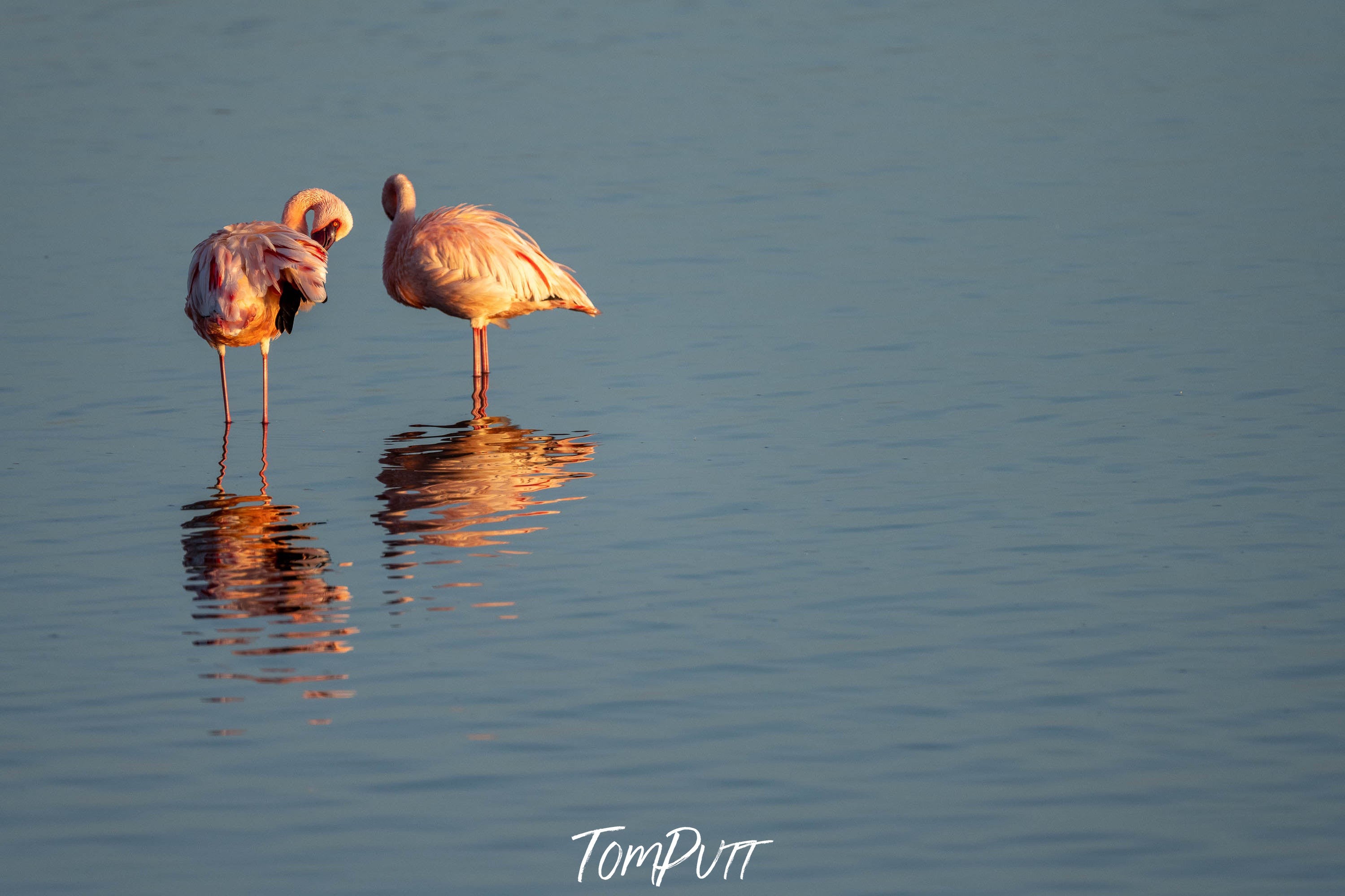 Flamingoes Preening, Ndutu Lake, Tanzania