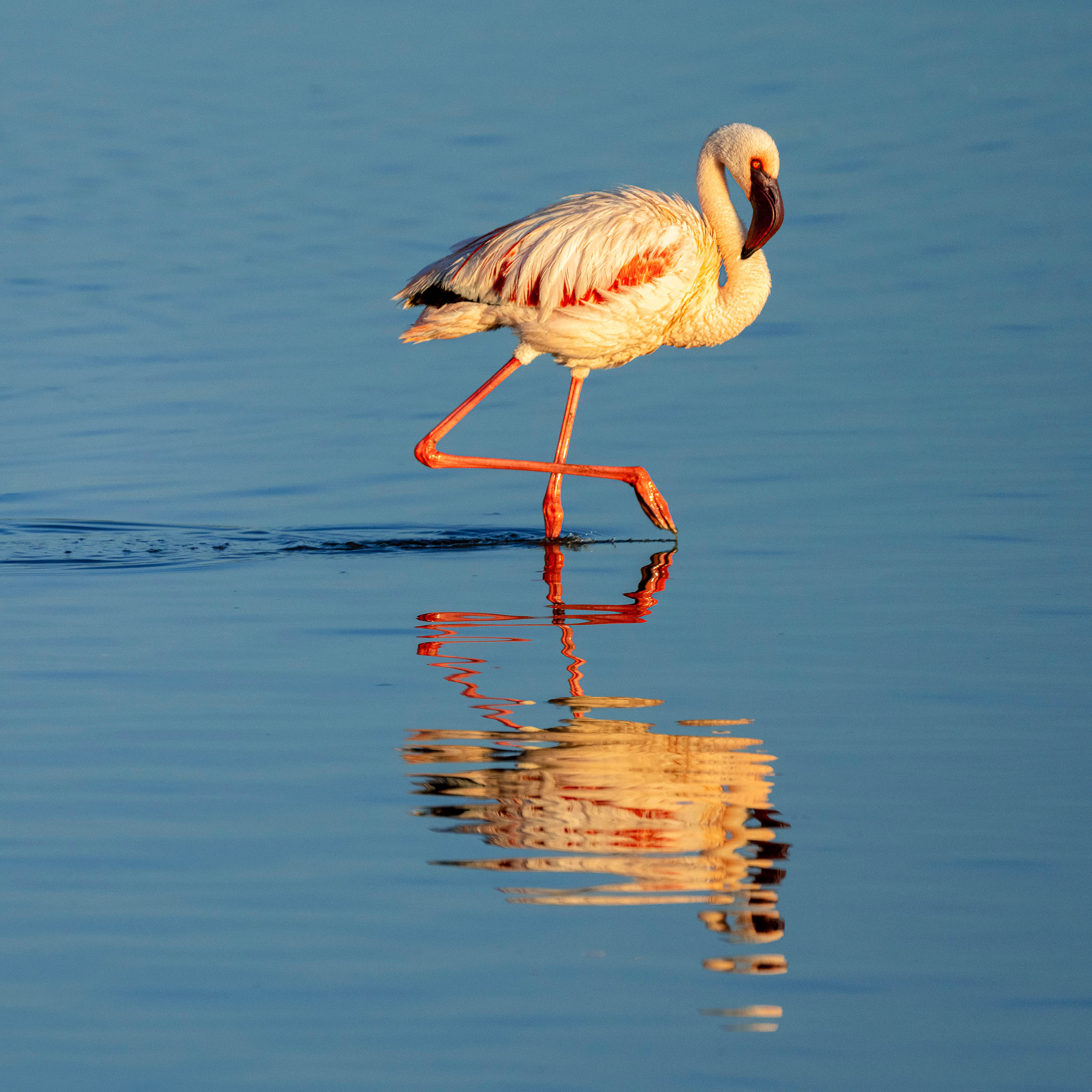 The Lesser Flamingo, Tanzania