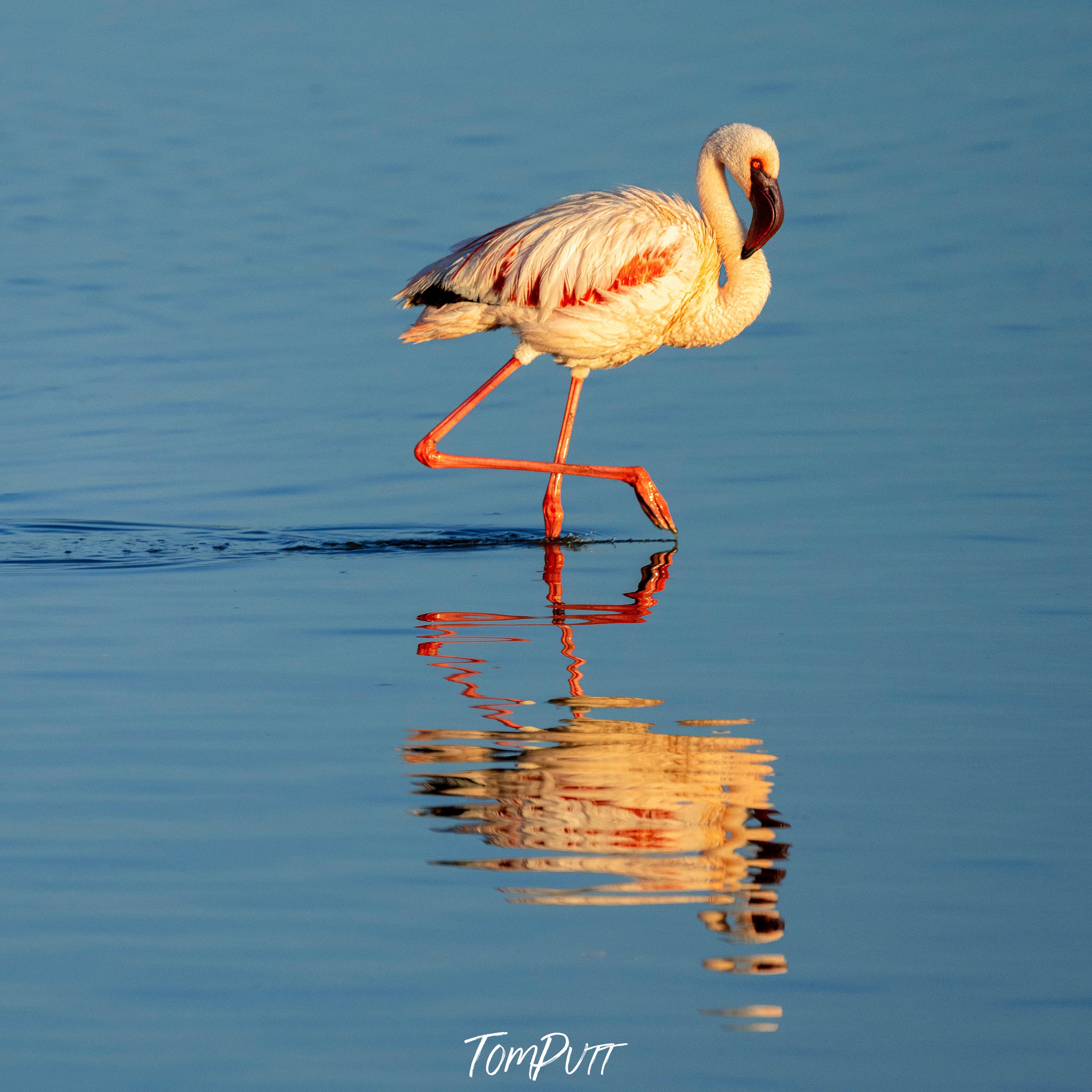 The Lesser Flamingo, Tanzania