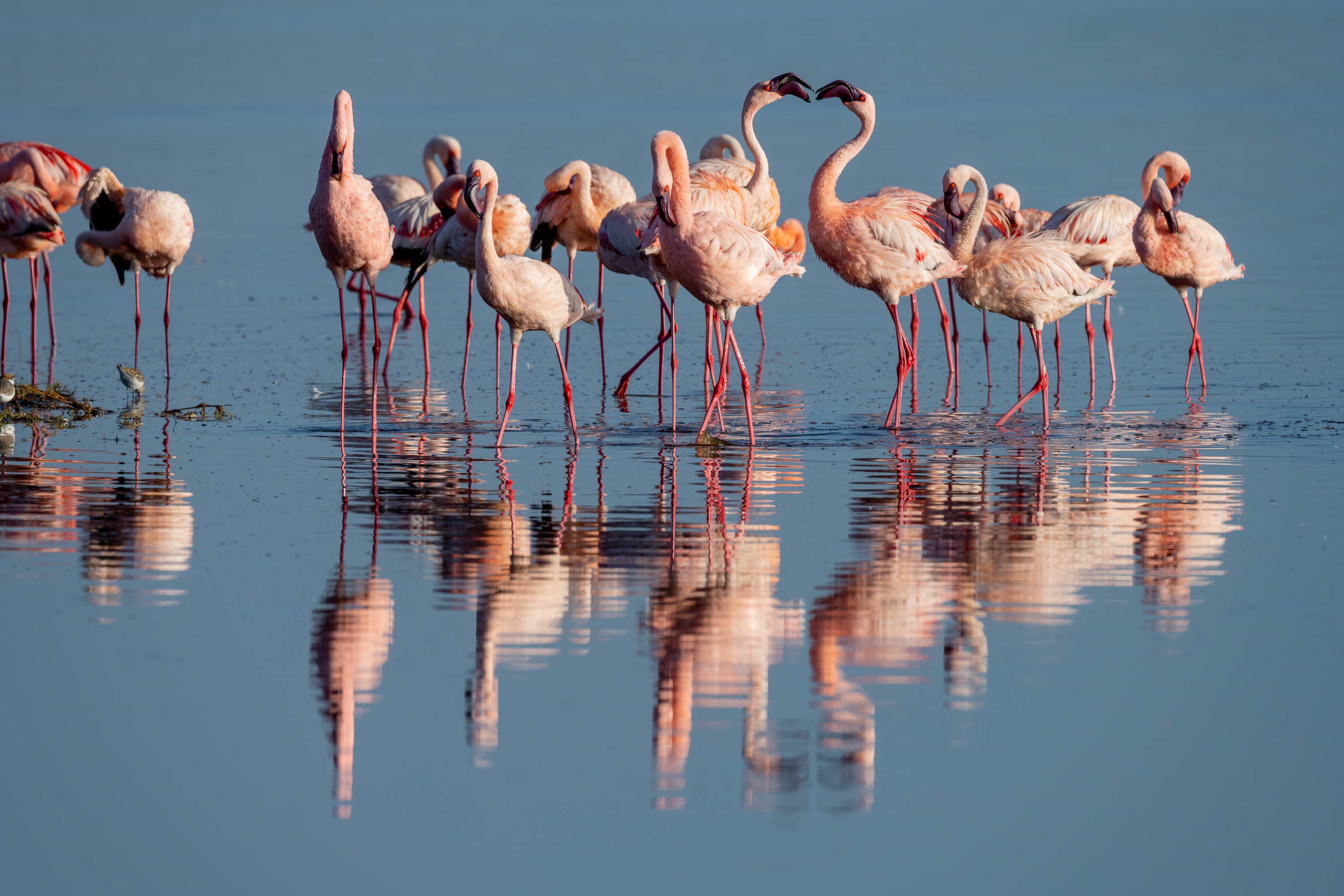 Flamingoes Talking, Ndutu Lake, Tanzania