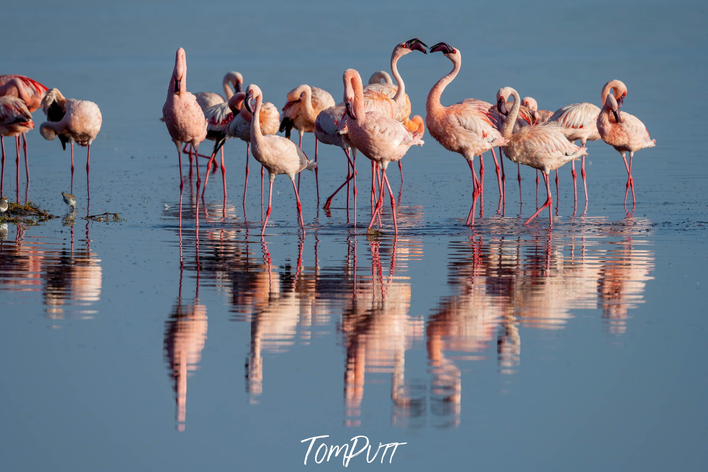 Flamingoes Talking, Ndutu Lake, Tanzania