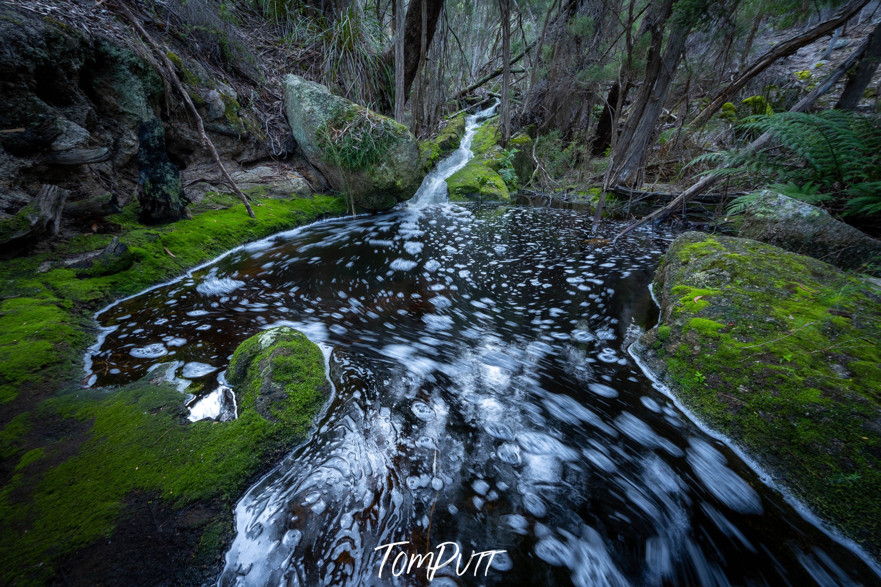 Rainforest Stream, Flinders Island, Tasmania