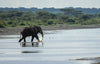 Elephant Splashing, Ndutu Lake, Tanzania
