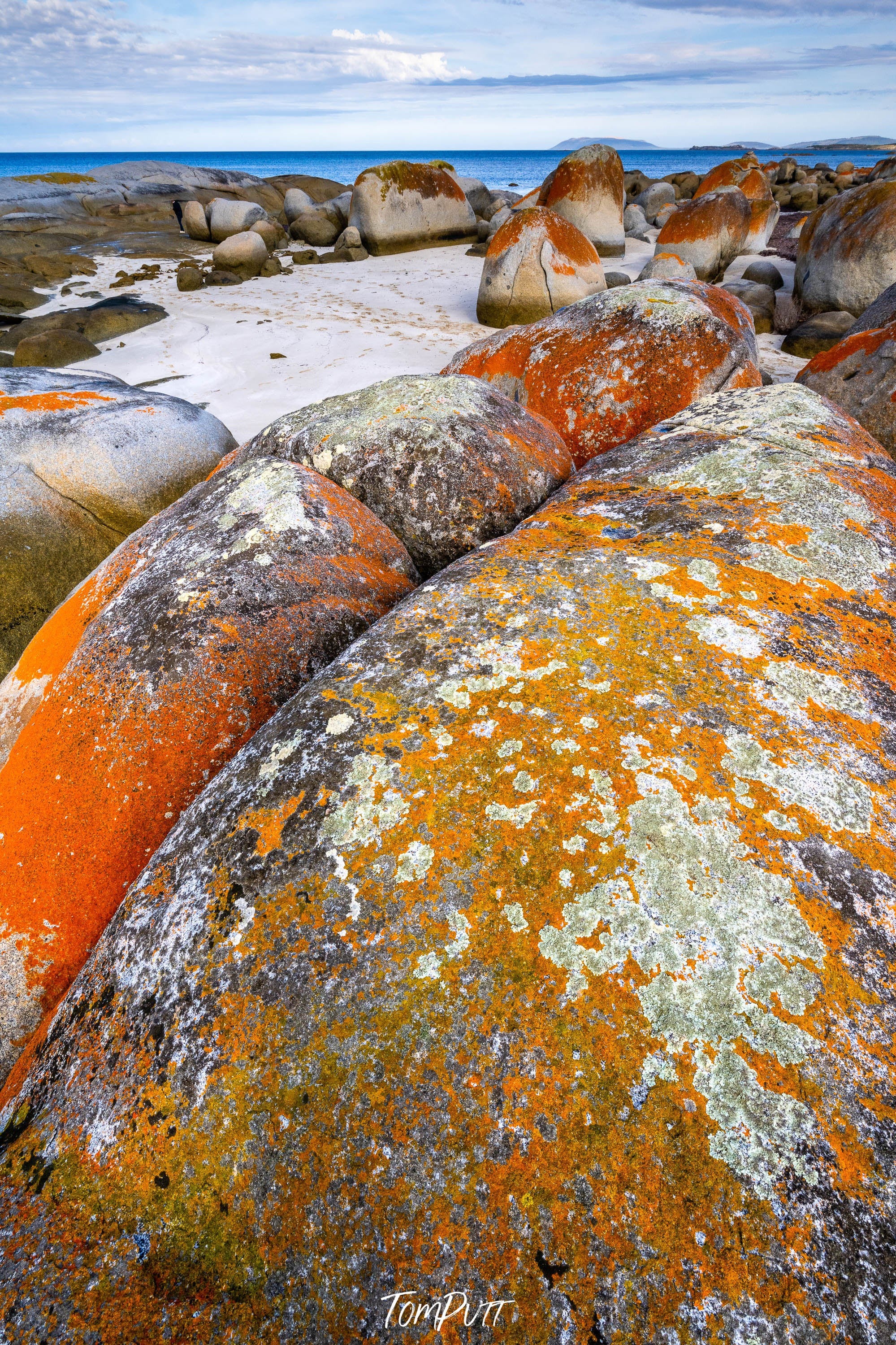 Rock Lichen, Flinders Island, Tasmania