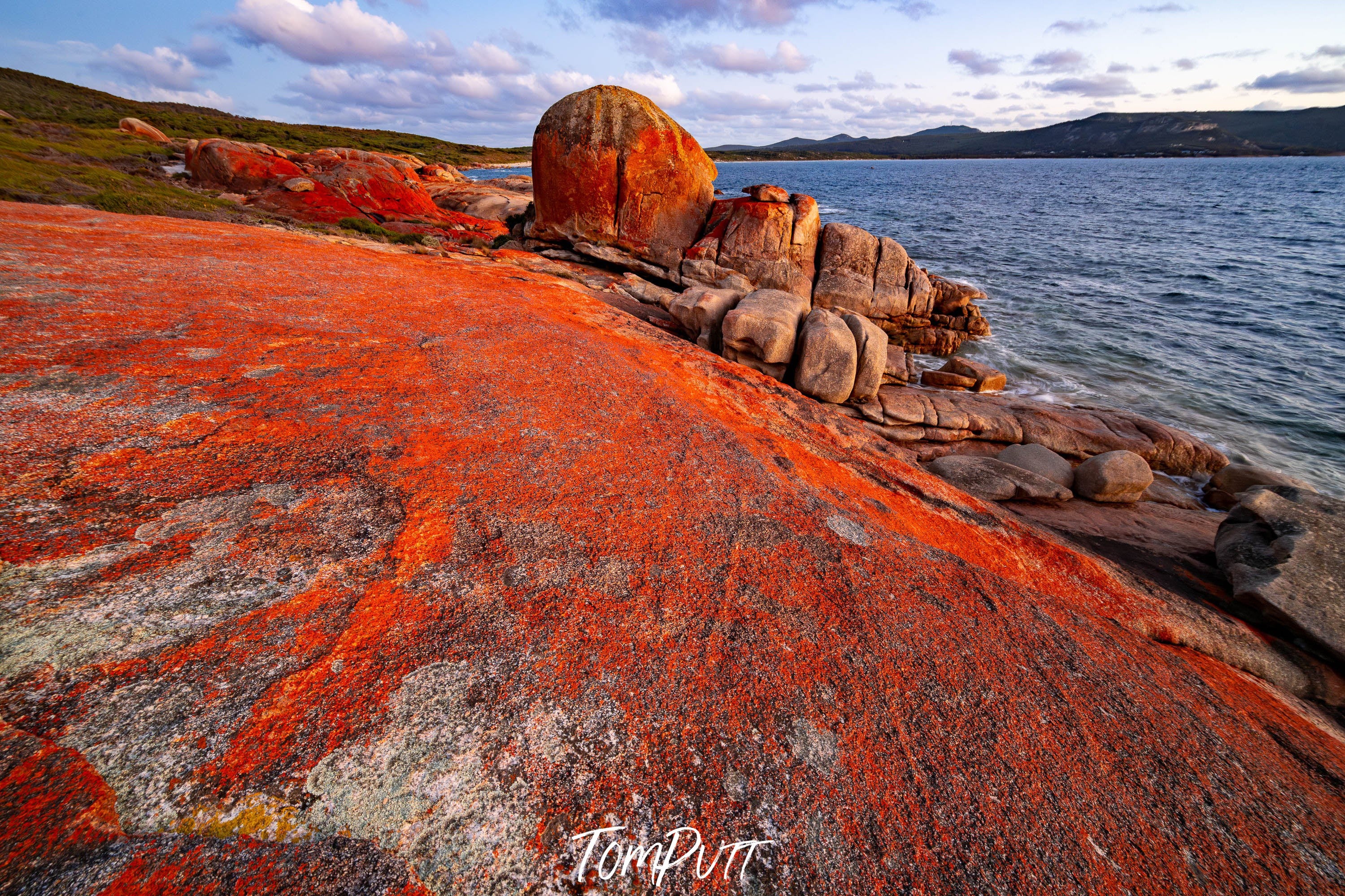 Red Lichen, Killicrankie, Flinders Island, Tasmania