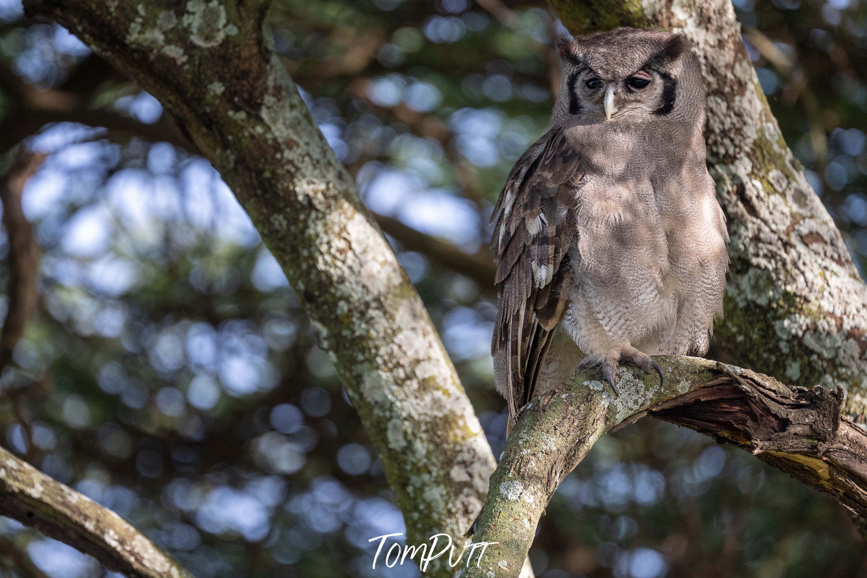 Verreaux's Eagle-Owl, Tanzania