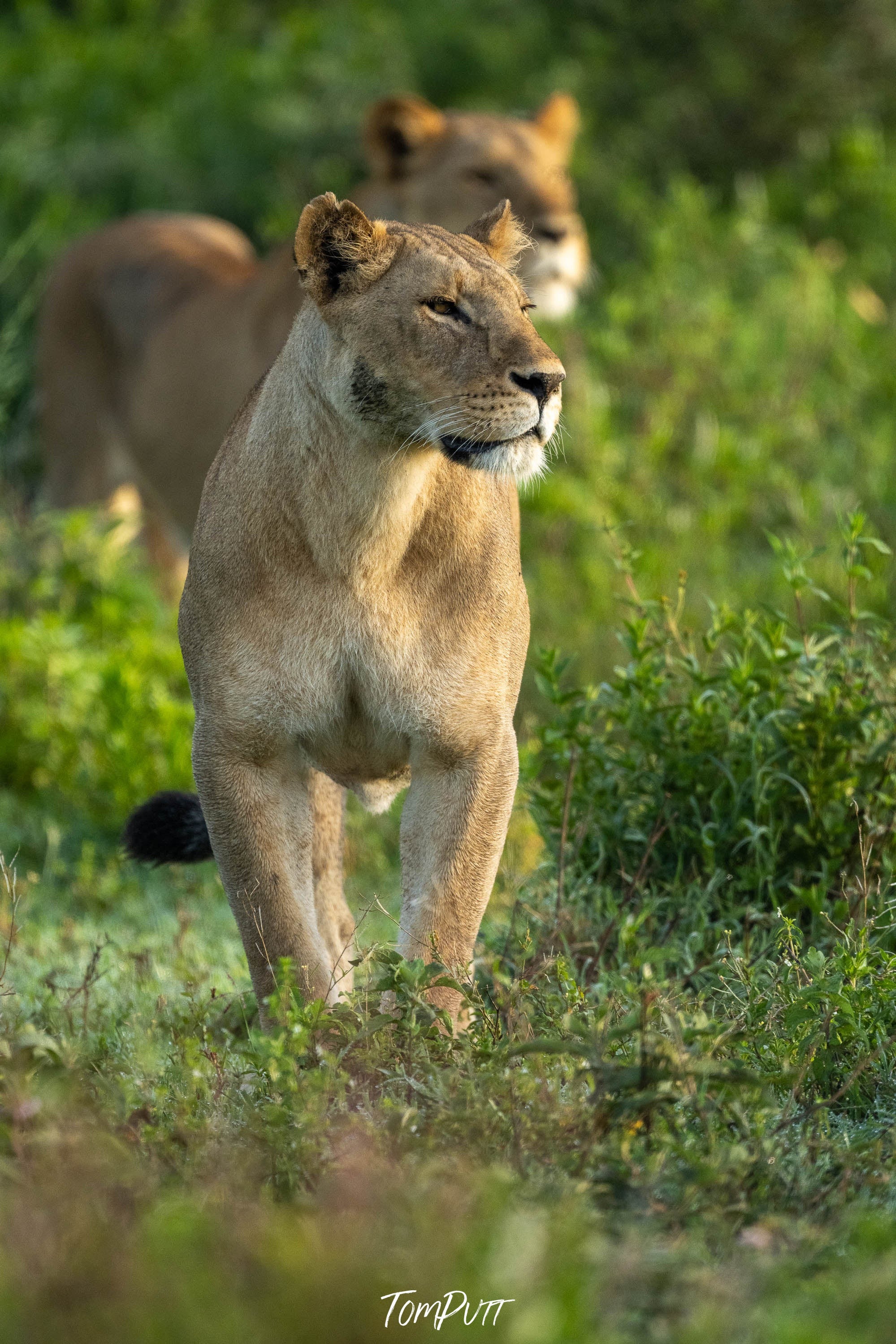 Lioness, Tanzania