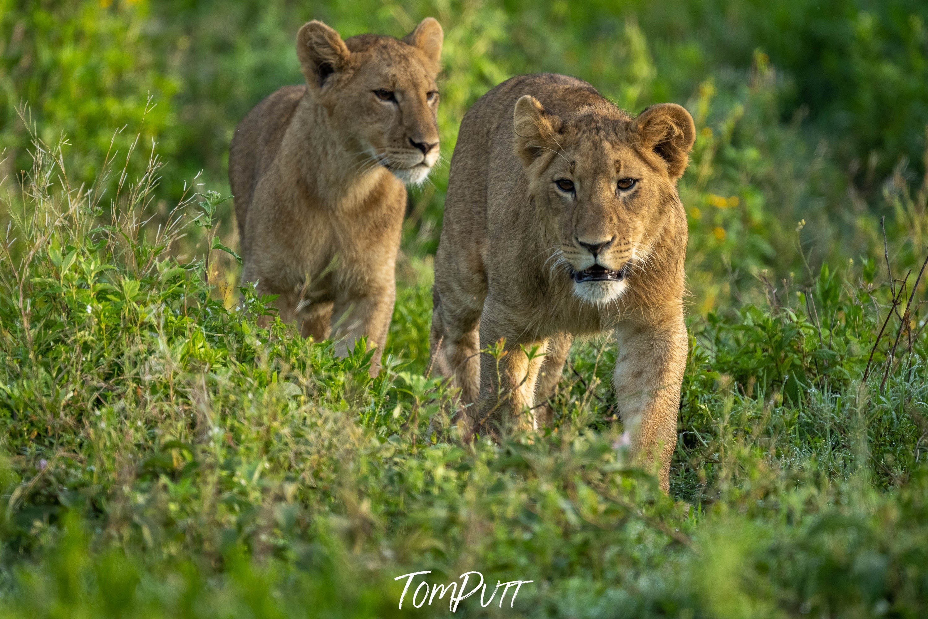 Young Lions taking a walk, Tanzania