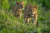 Young Lions taking a walk, Tanzania