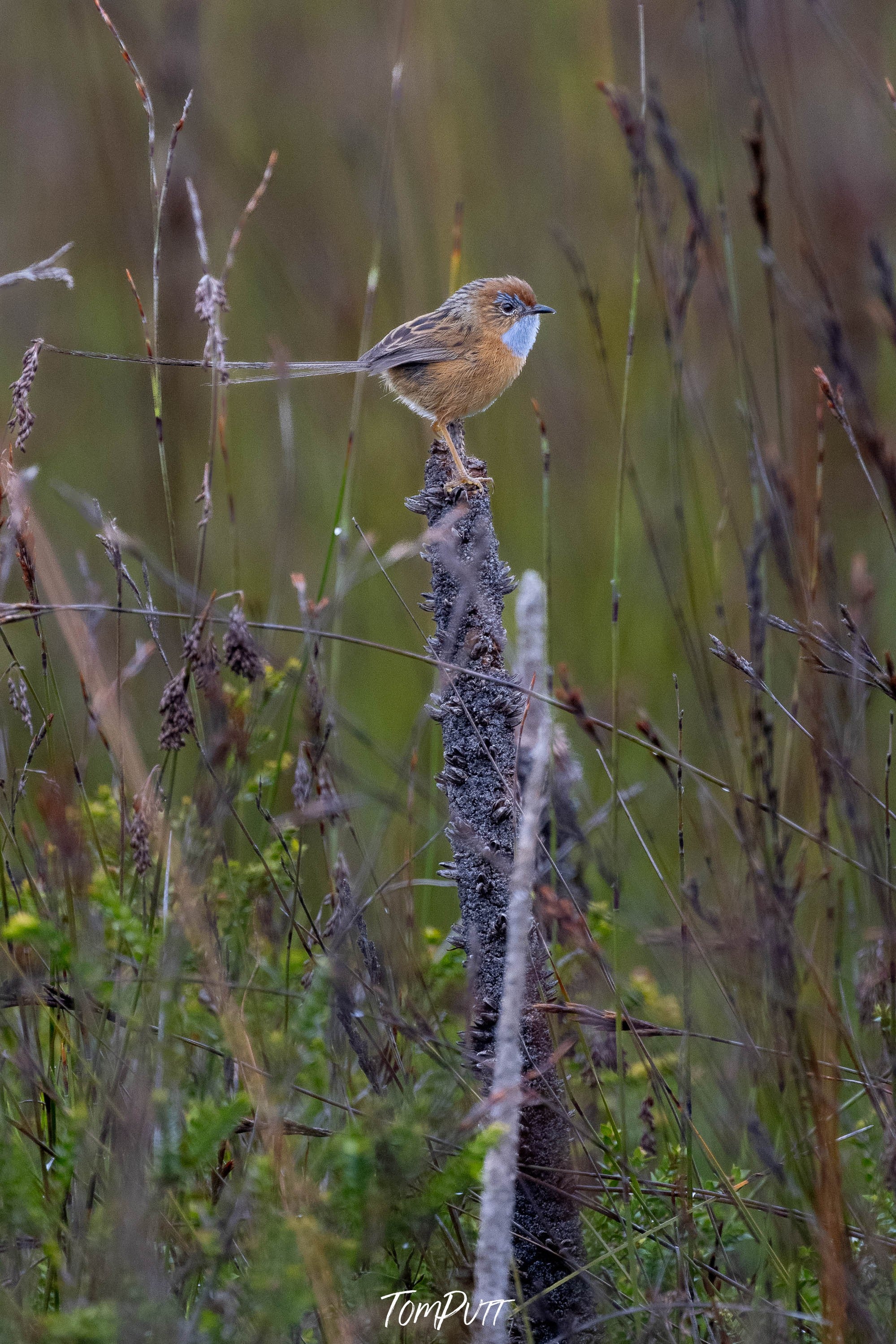 Southern Emu Wren